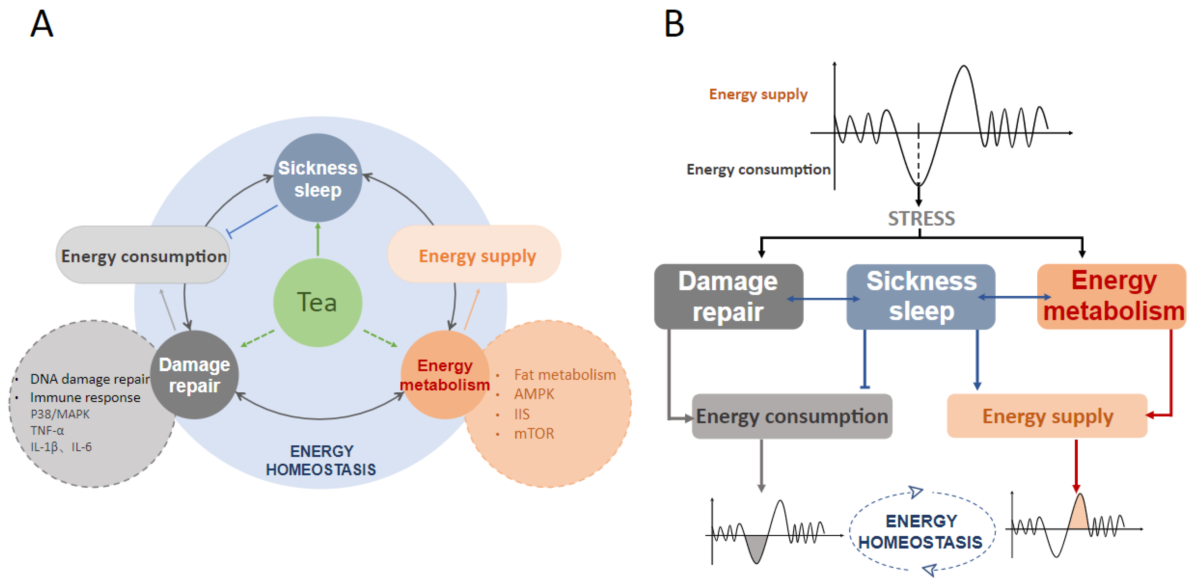 New Perspectives on Sleep Regulation by Tea: Harmonizing New Perspectives on Sleep Regulation by Tea: Harmonizing