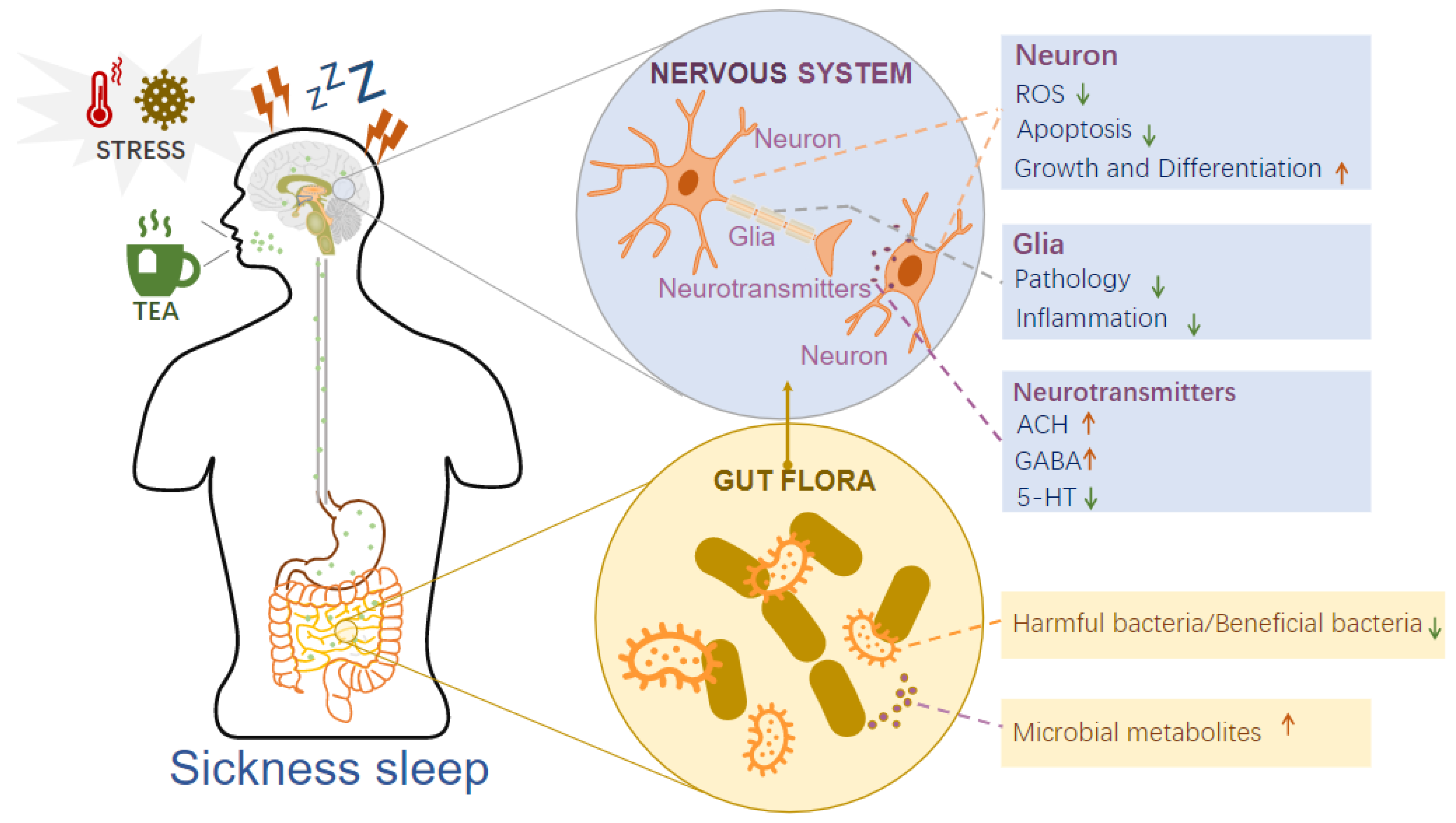 Foods | Free Full-Text | New Perspectives on Sleep Regulation by 