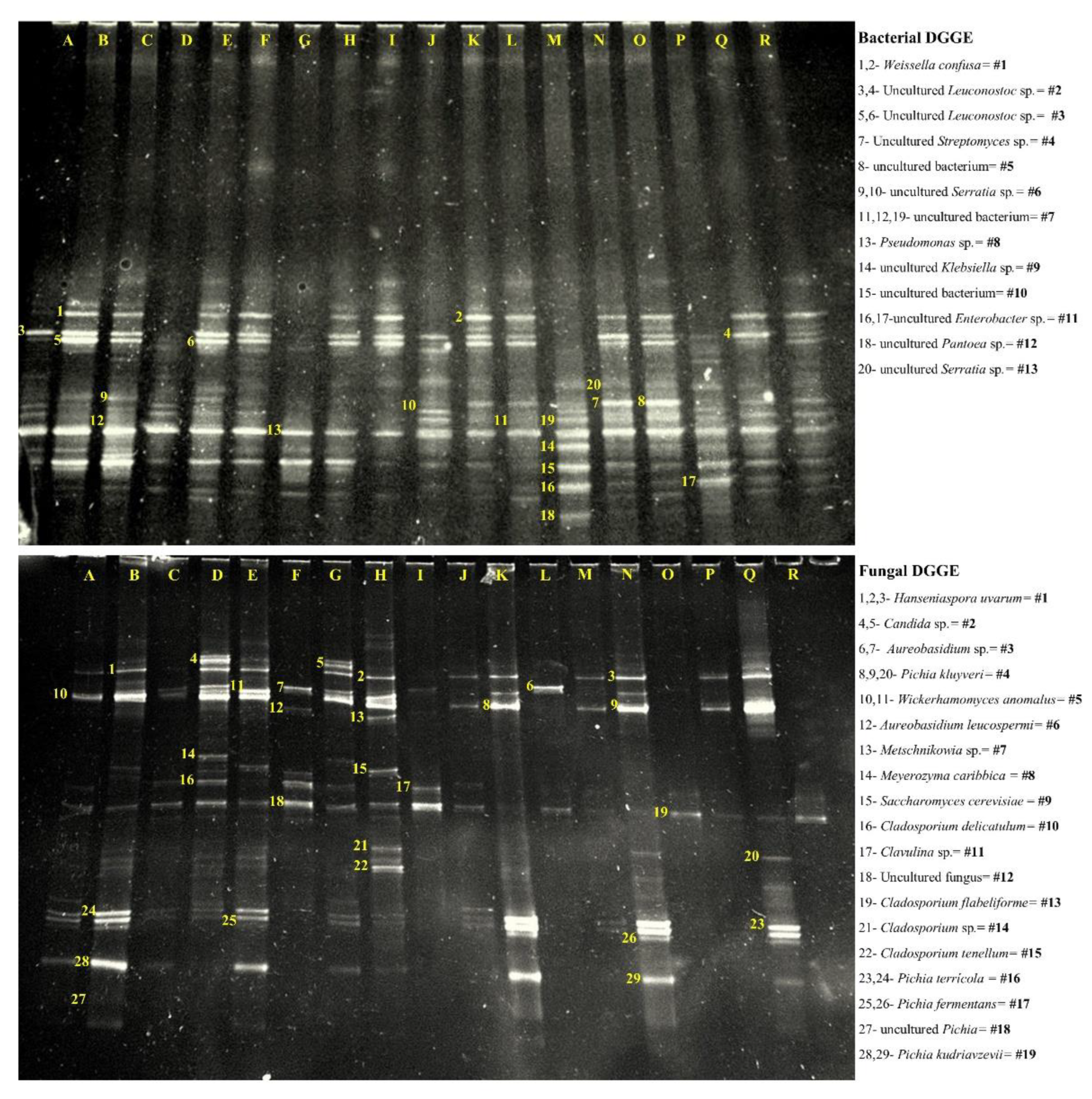 Foods 11 03945 g001 Foods 11 03945 g001