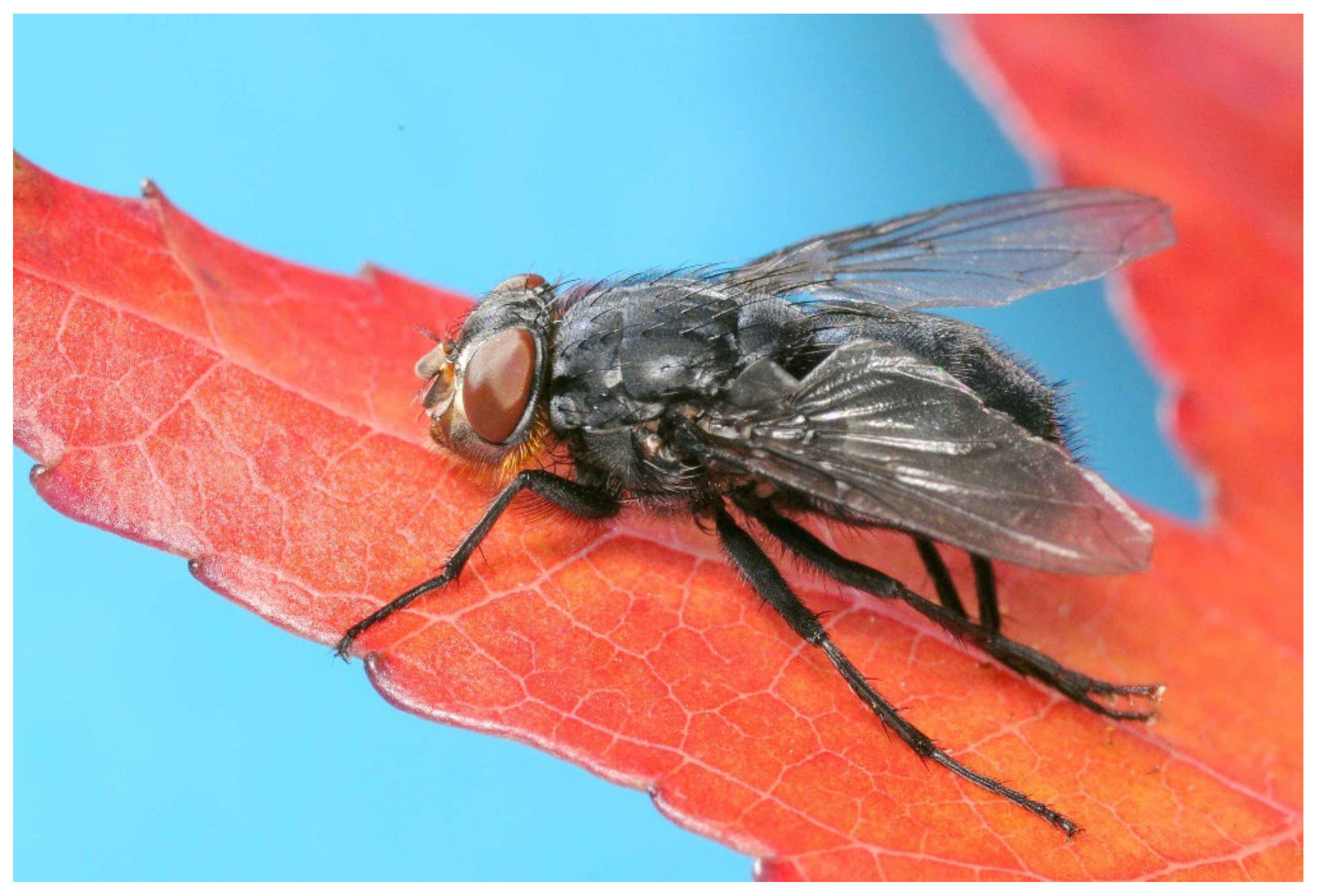 Foods 11 03994 g002 Foods 11 03994 g002