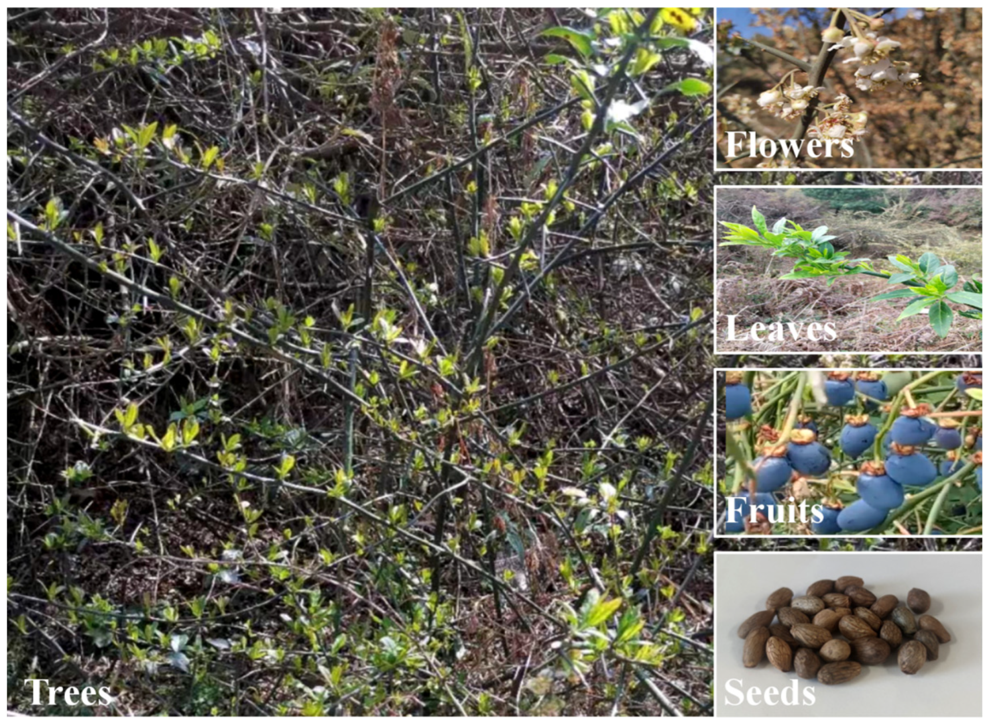 Foods 11 04015 g001 Foods 11 04015 g001