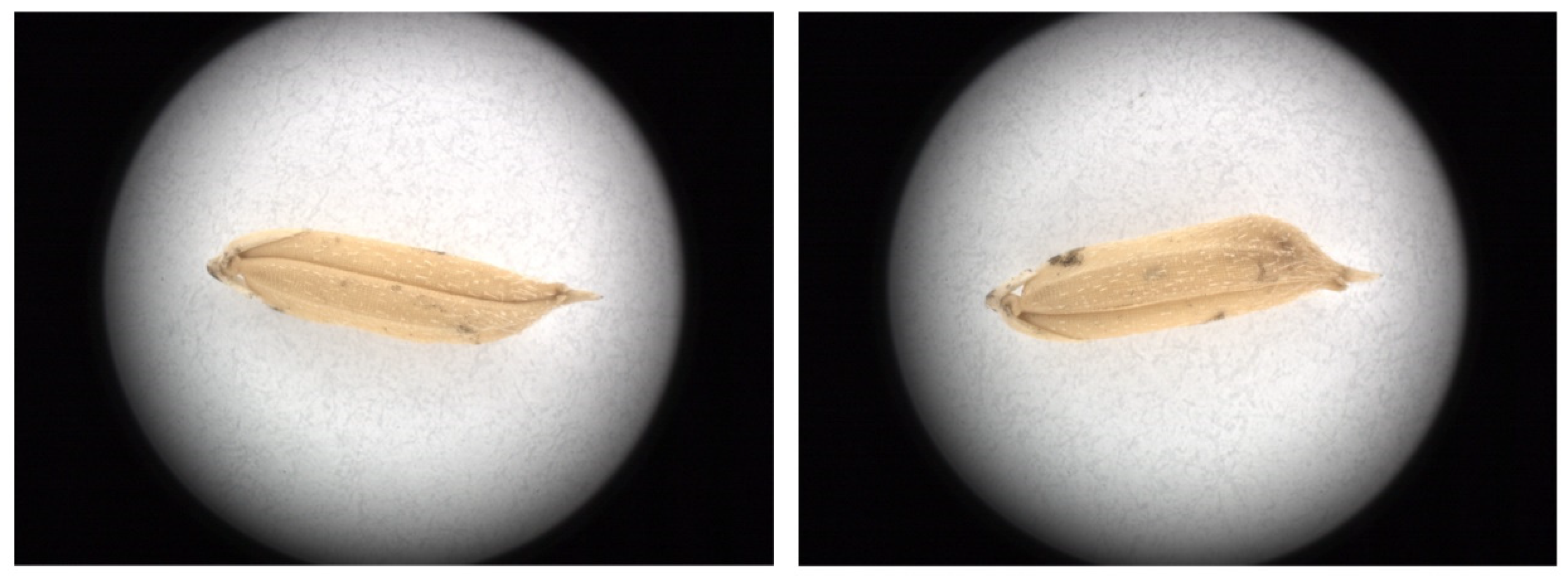 Foods 11 04031 g002 Foods 11 04031 g002