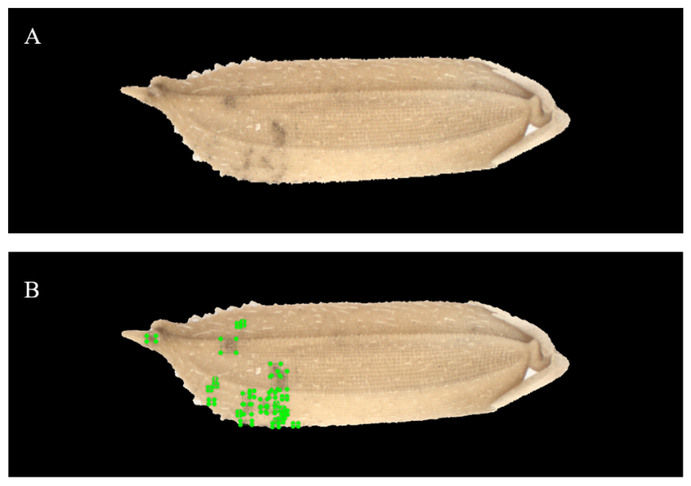 Foods 11 04031 g004 Foods 11 04031 g004