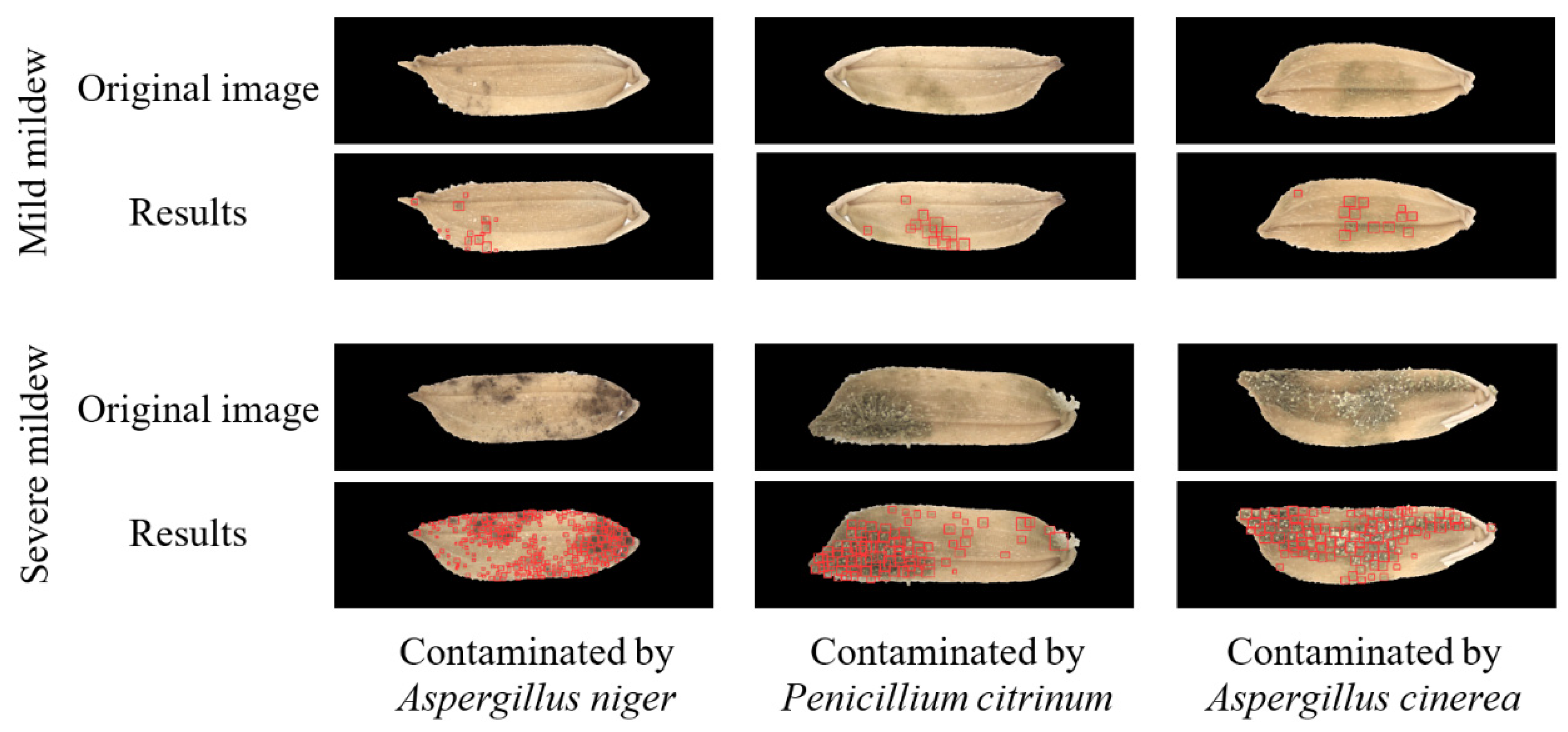 Foods 11 04031 g007 Foods 11 04031 g007