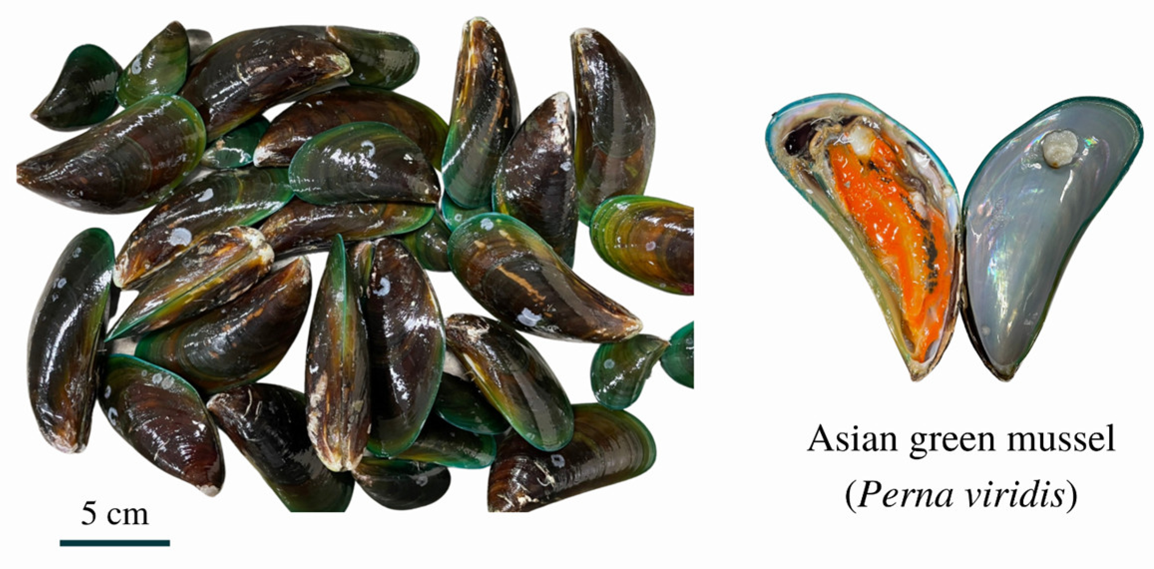 Foods 11 04048 g001 Foods 11 04048 g001