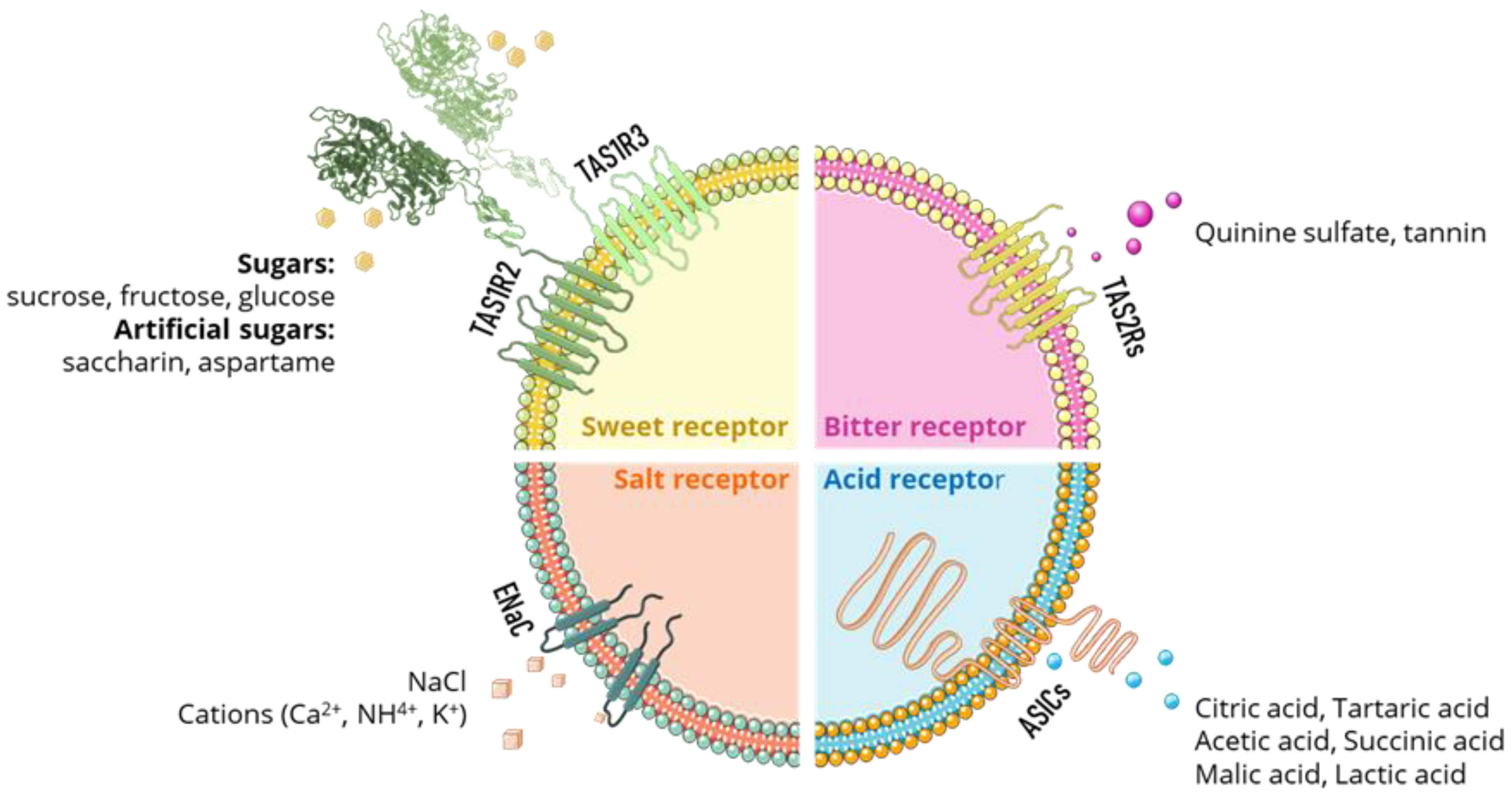 Foods 11 04052 g002 Foods 11 04052 g002