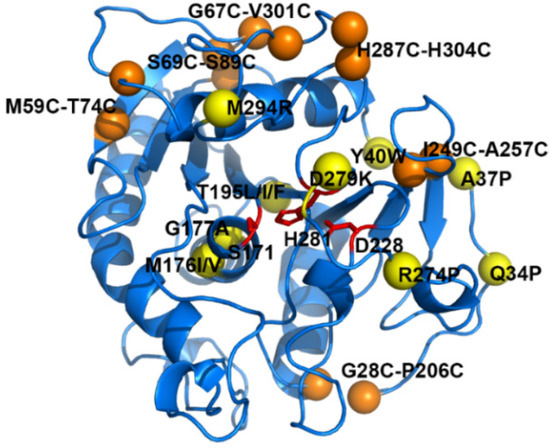 Engineering the Thermostability of the Mono- and Diacylglycerol