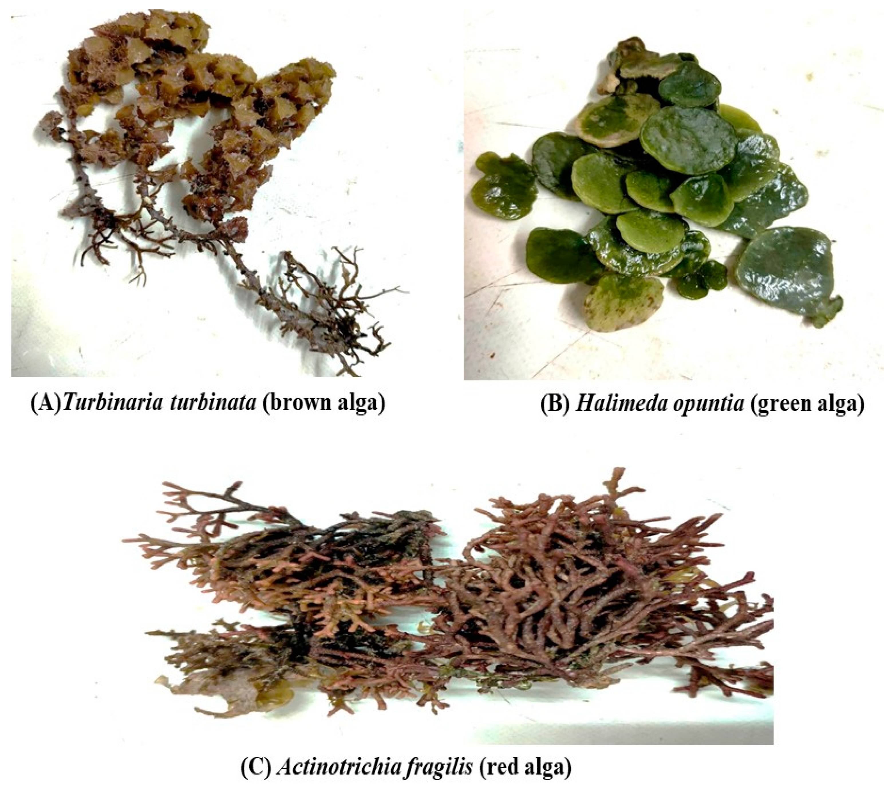 Foods 12 00020 g001 Foods 12 00020 g001