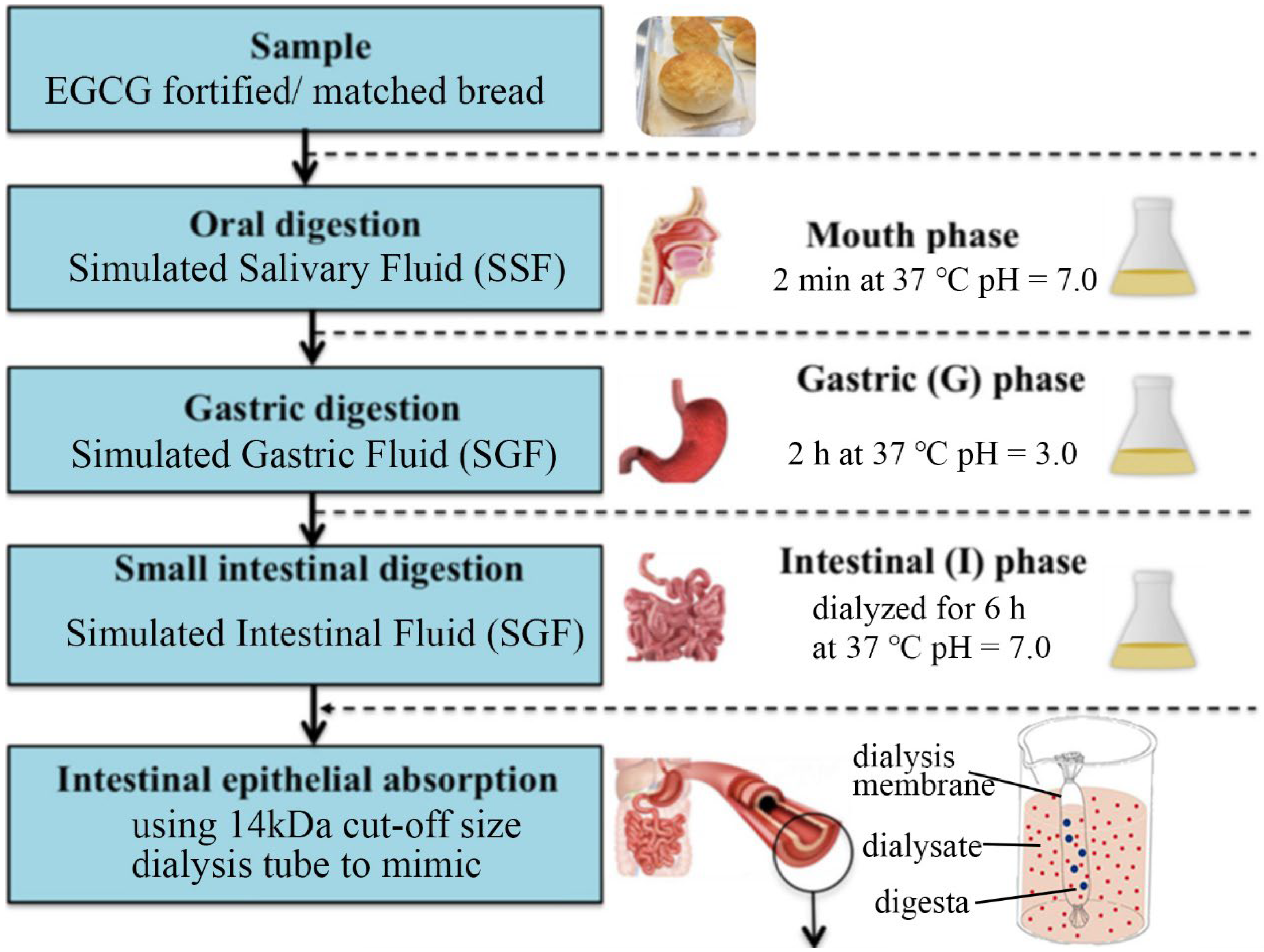 EGCG and oral health