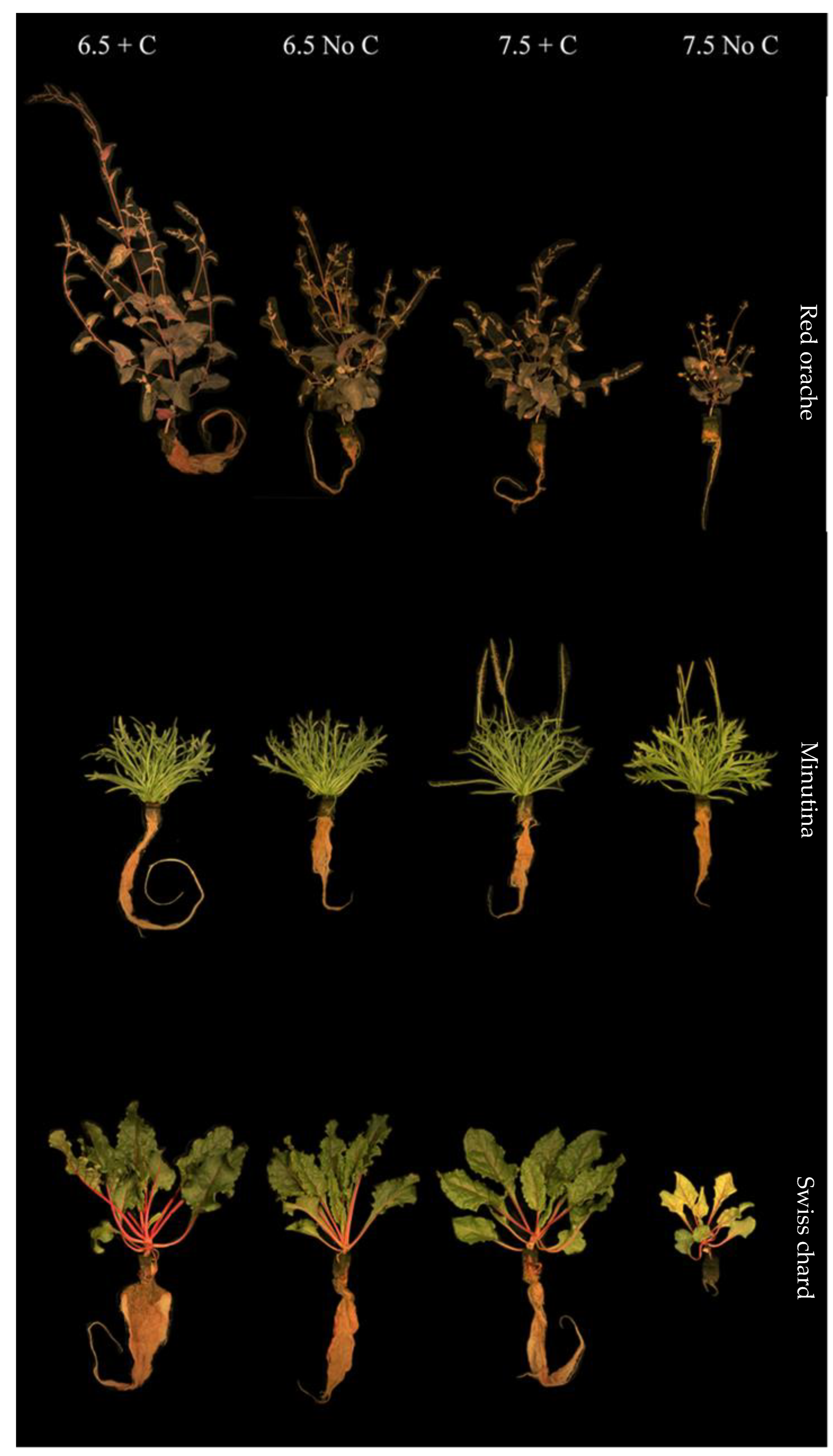 Foods 12 00069 g002 Foods 12 00069 g002