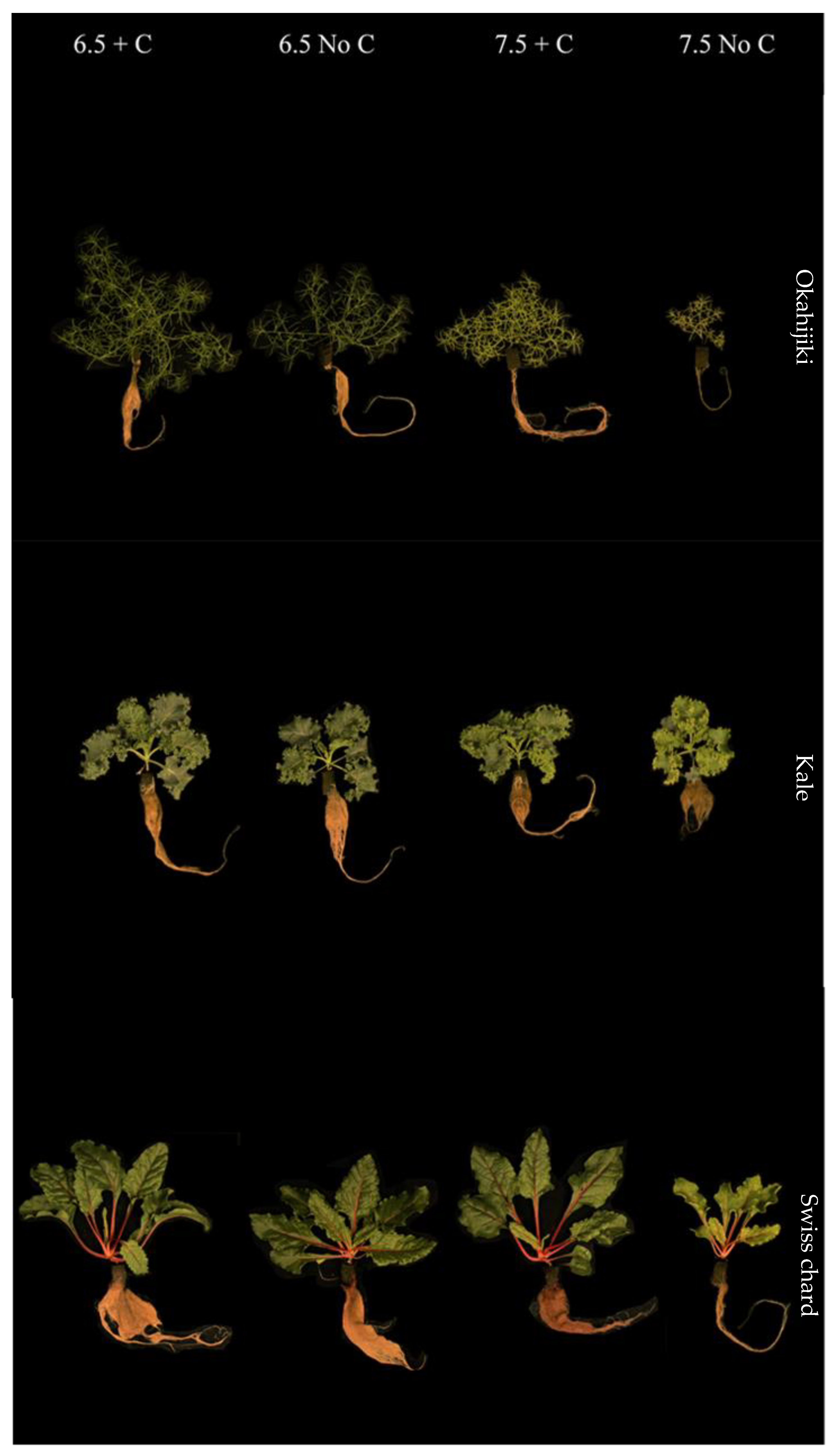 Foods 12 00069 g003 Foods 12 00069 g003