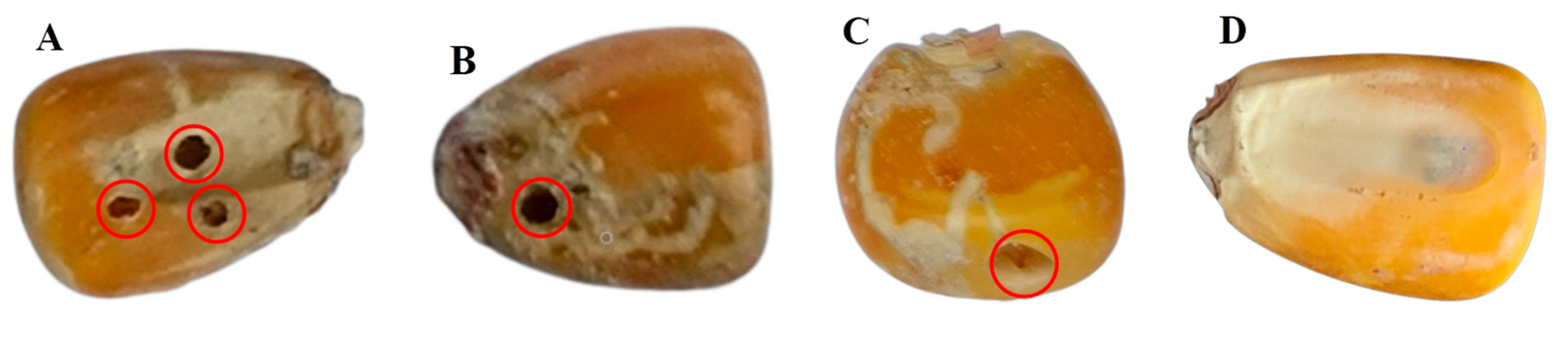 Foods 12 00144 g001 Foods 12 00144 g001