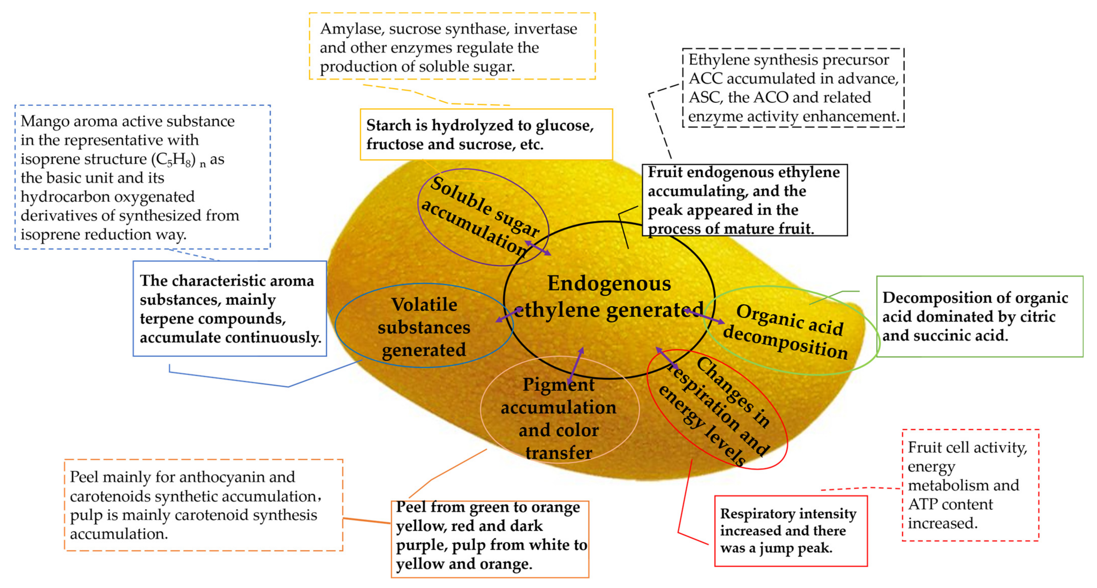 Foods 12 00173 g002 Foods 12 00173 g002