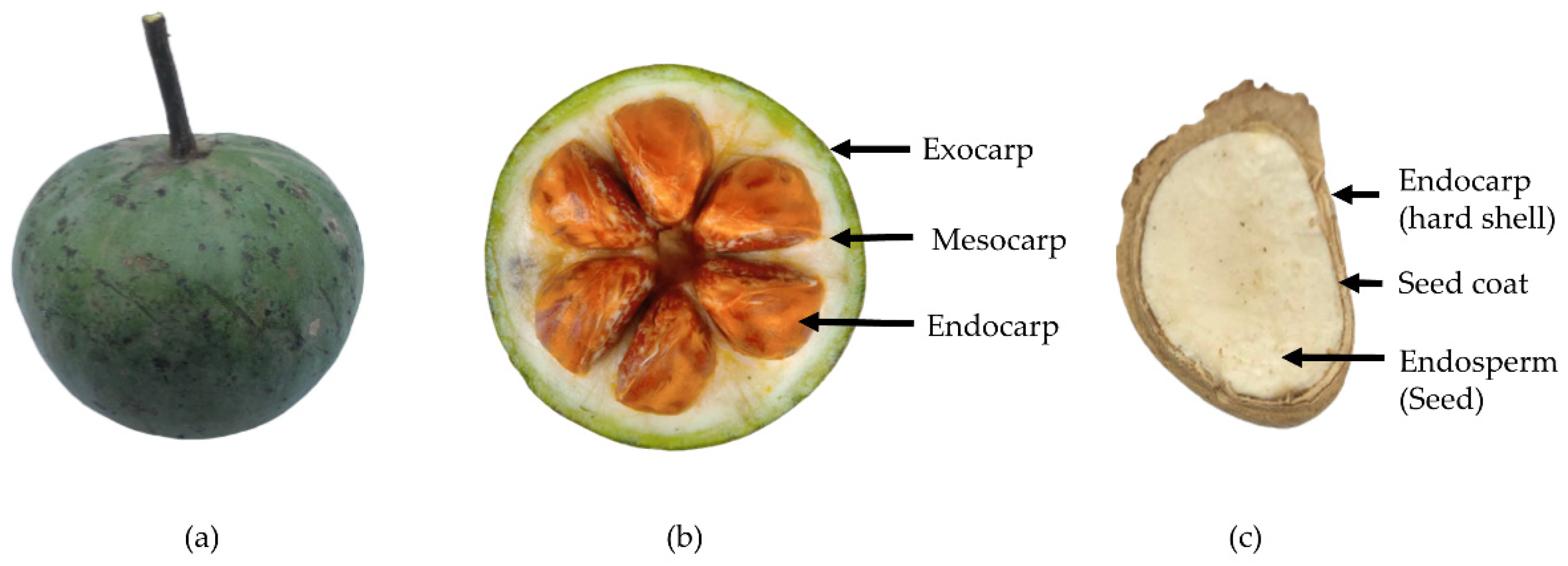 Foods 12 00292 g001 Foods 12 00292 g001