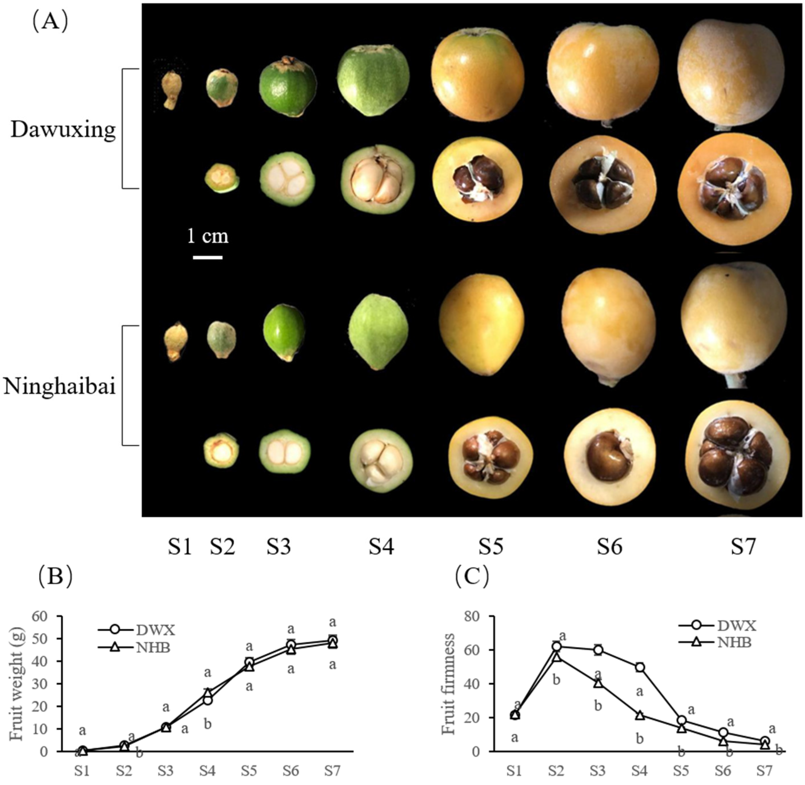 Foods 12 00309 g001 Foods 12 00309 g001