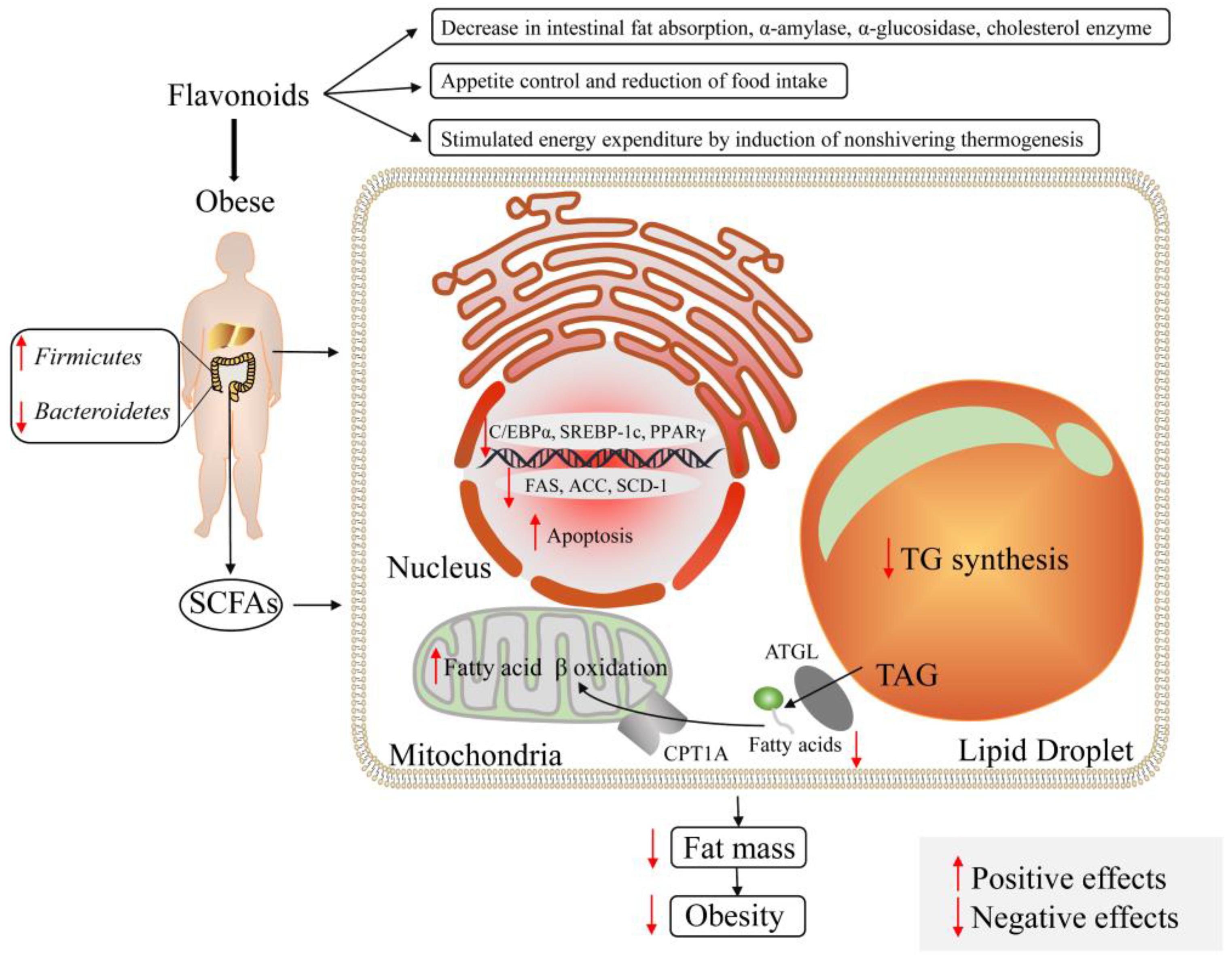Foods 12 00320 g003 Foods 12 00320 g003