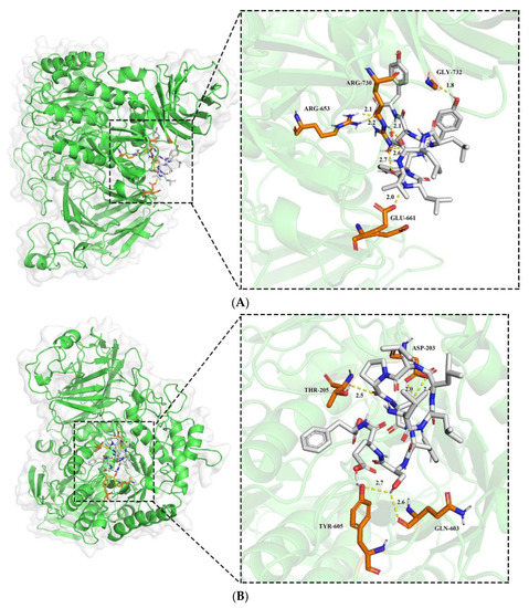 Optimization and Molecular Mechanism of Novel α-Glucosidase
