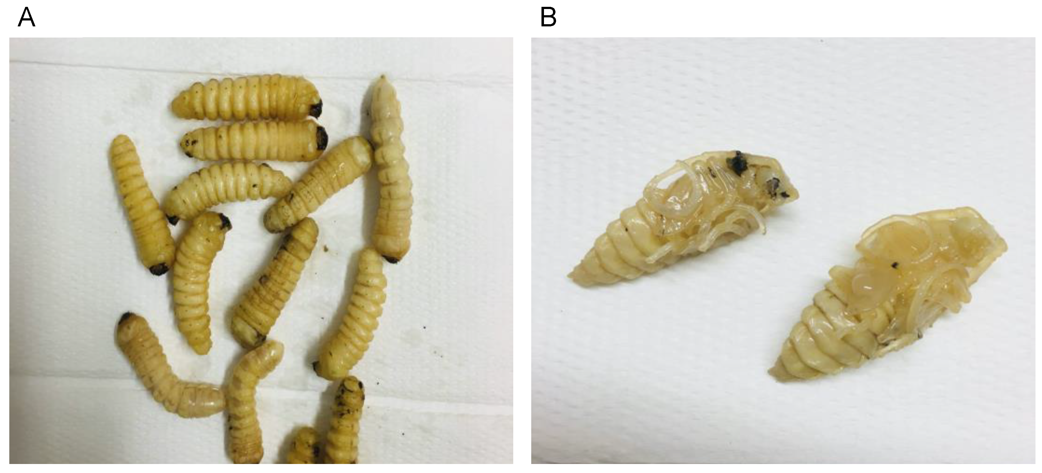 Foods 12 00417 g001 Foods 12 00417 g001