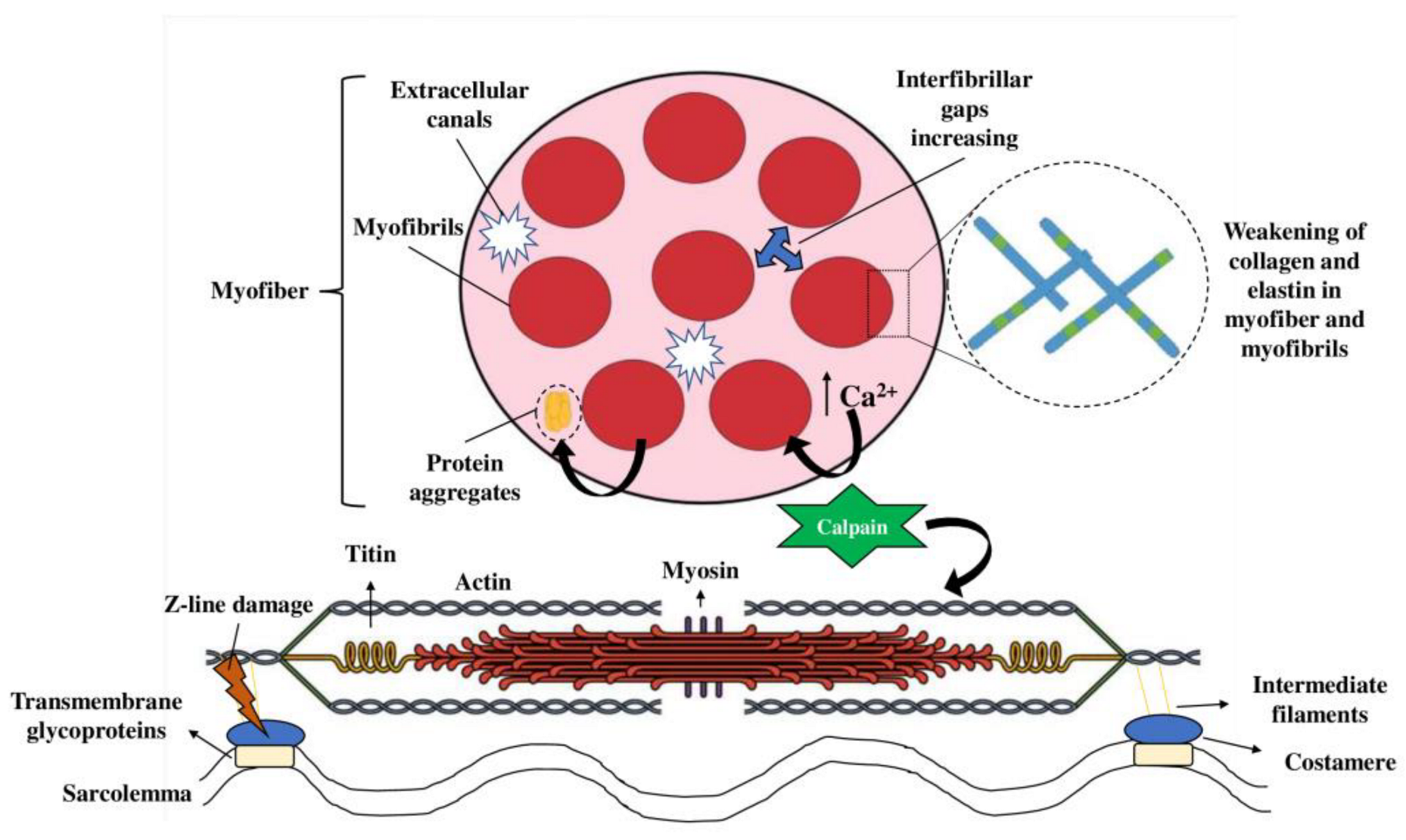 Foods 12 00476 g003 Foods 12 00476 g003