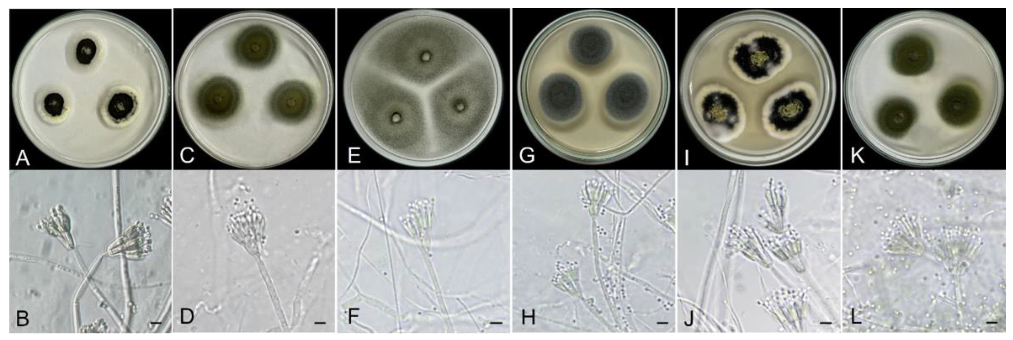 Foods 12 00487 g001 Foods 12 00487 g001