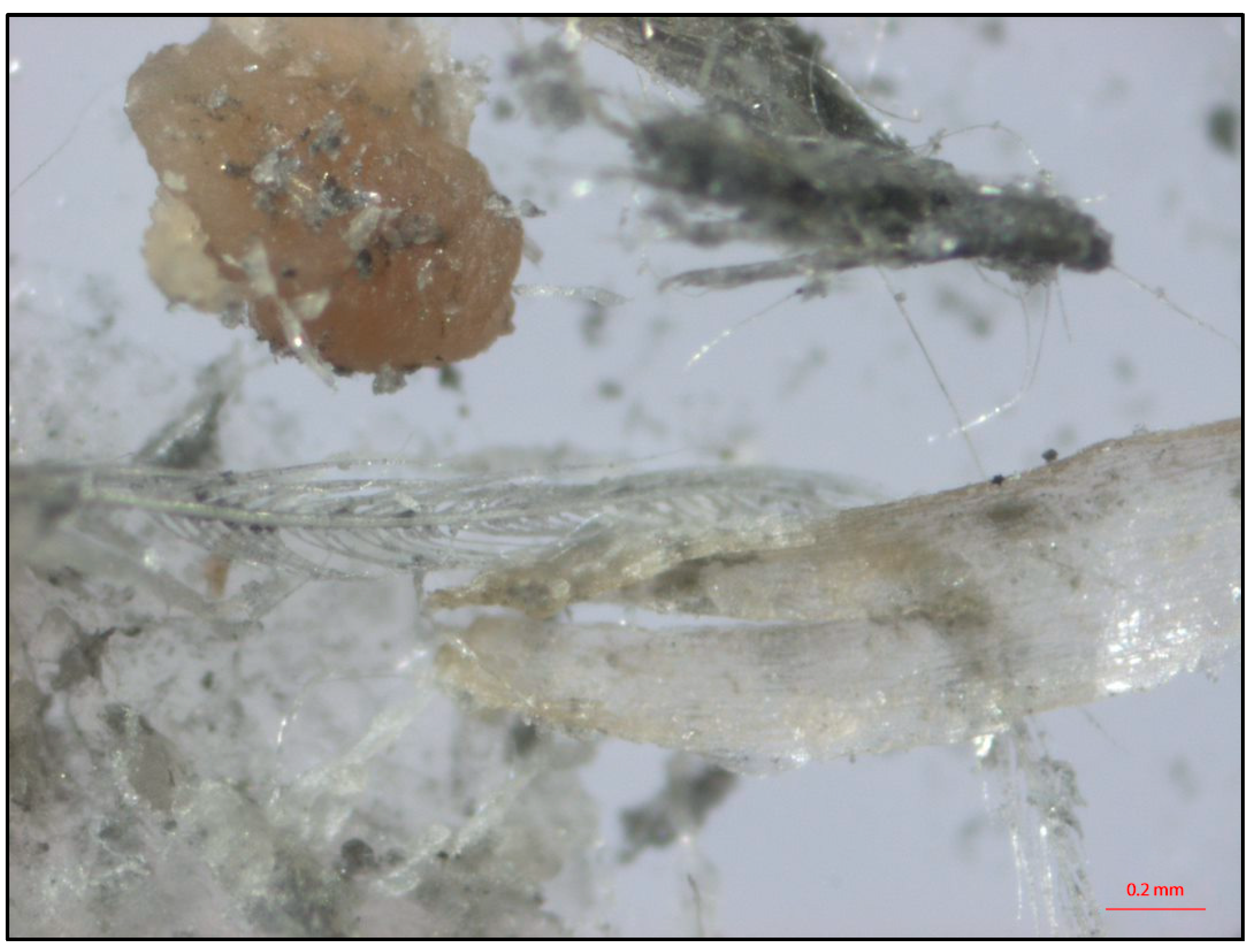 Foods 12 00522 g002 Foods 12 00522 g002