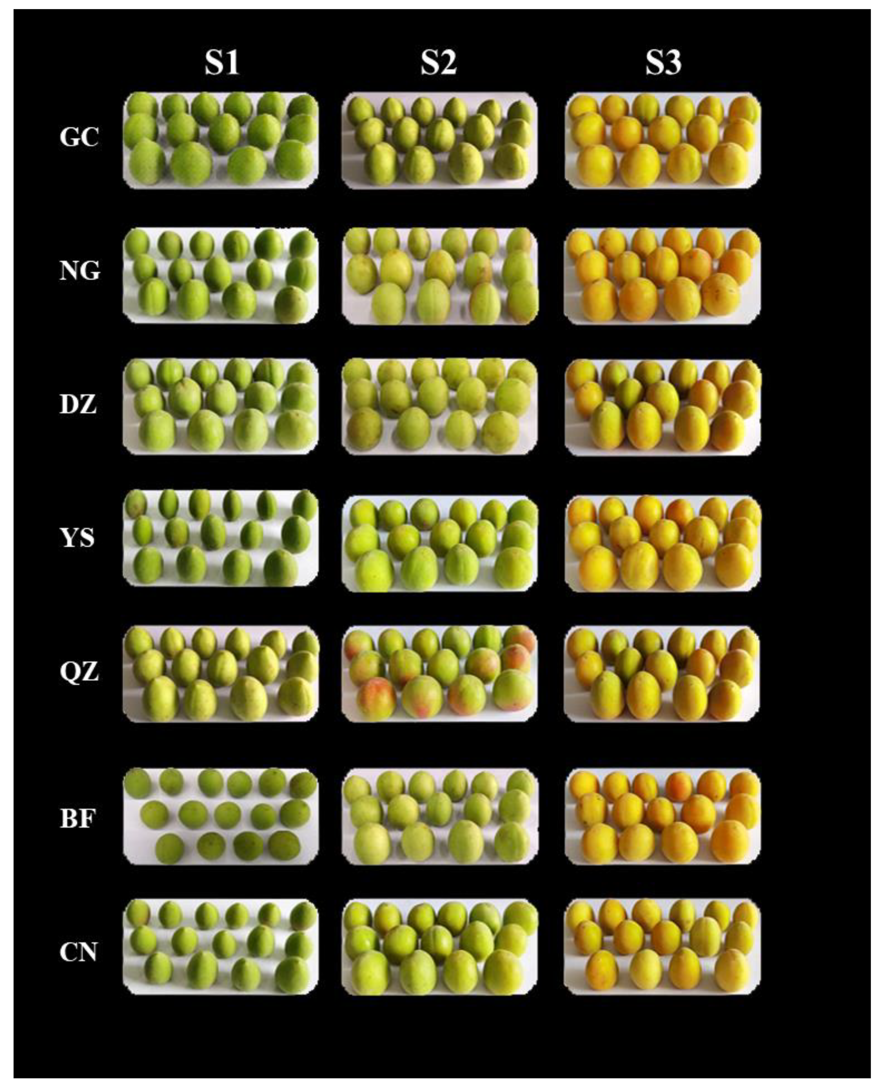Foods 12 00551 g001 Foods 12 00551 g001