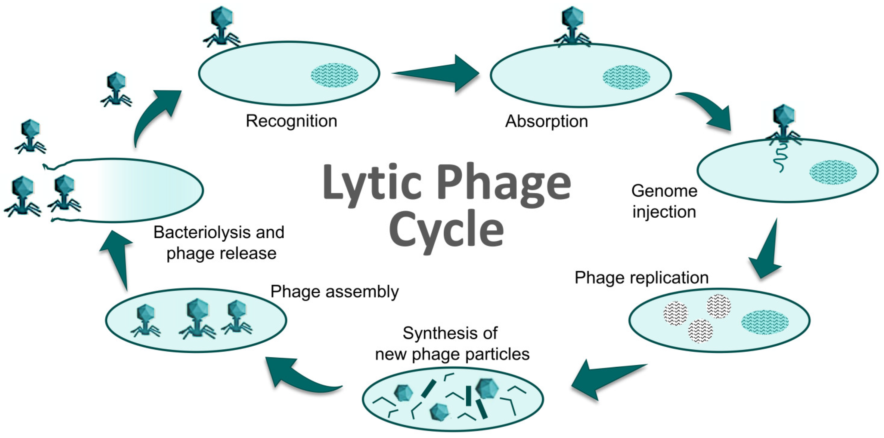 Foods 12 00552 g002 Foods 12 00552 g002