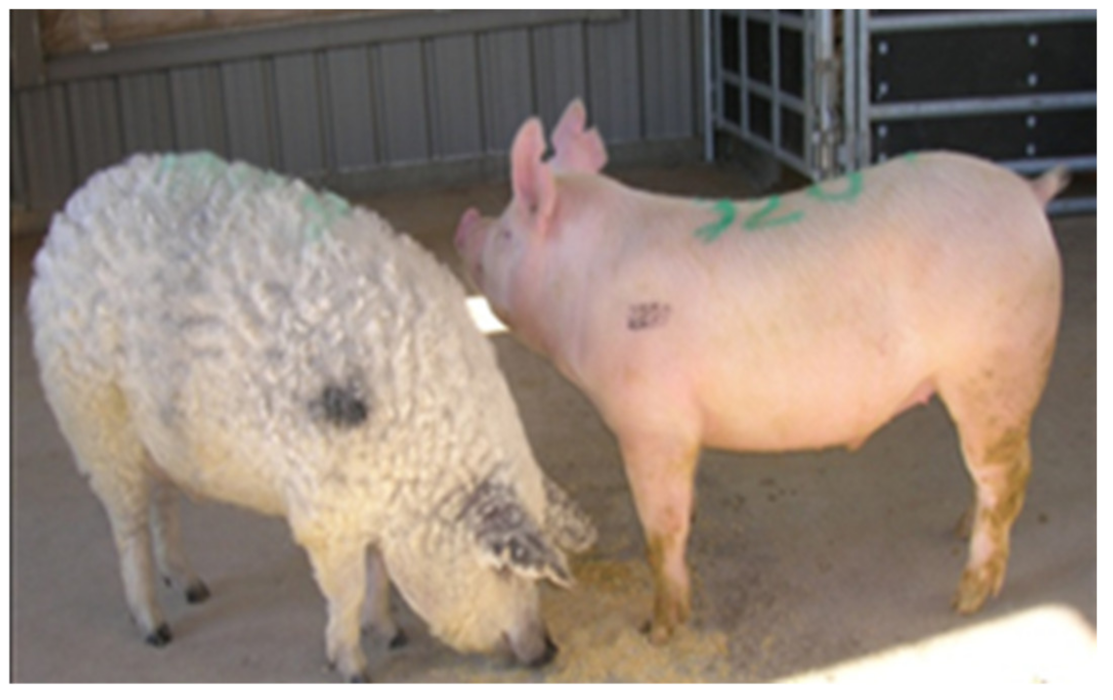 Foods Free FullText Characterization of Growth Performance, Pork Quality, and Body