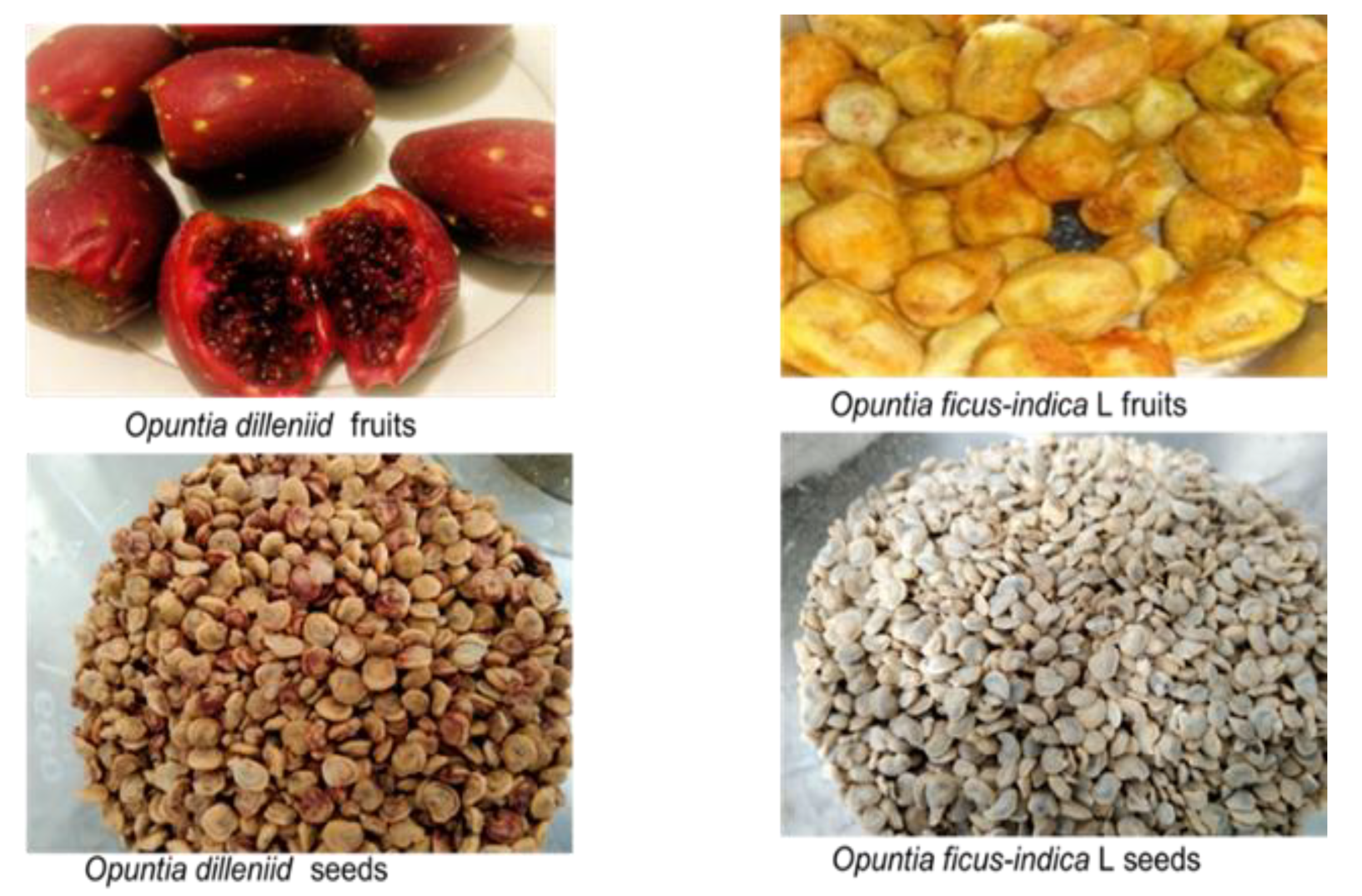 Foods 12 00618 g001 Foods 12 00618 g001