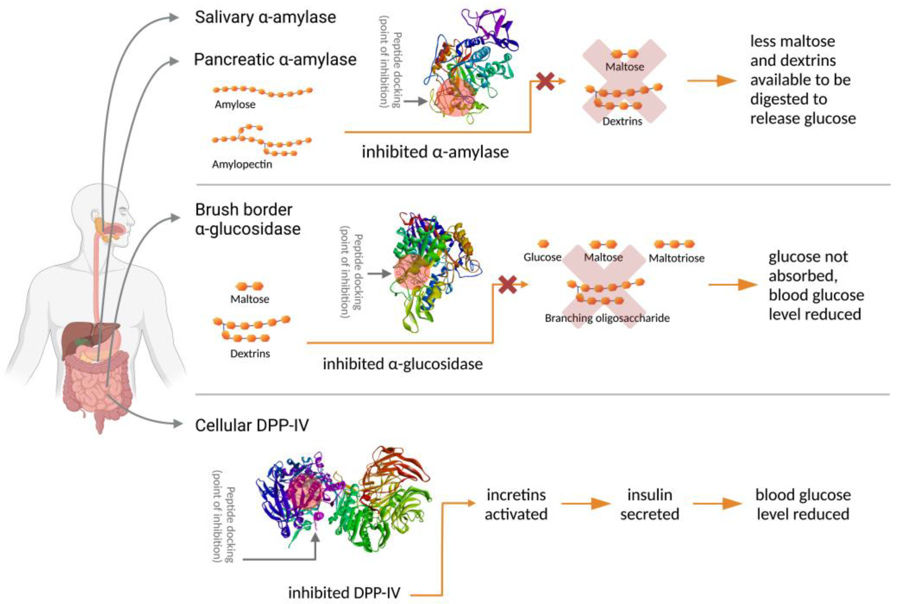 Foods 12 00631 g001 Foods 12 00631 g001