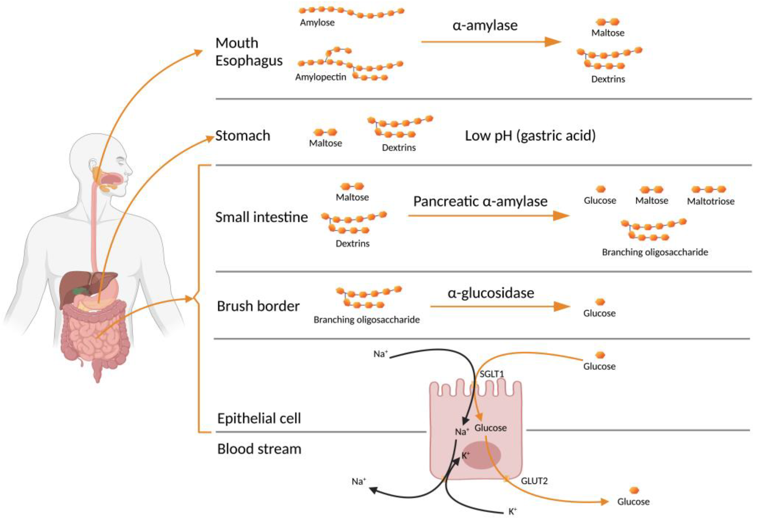 Foods 12 00631 g002 Foods 12 00631 g002