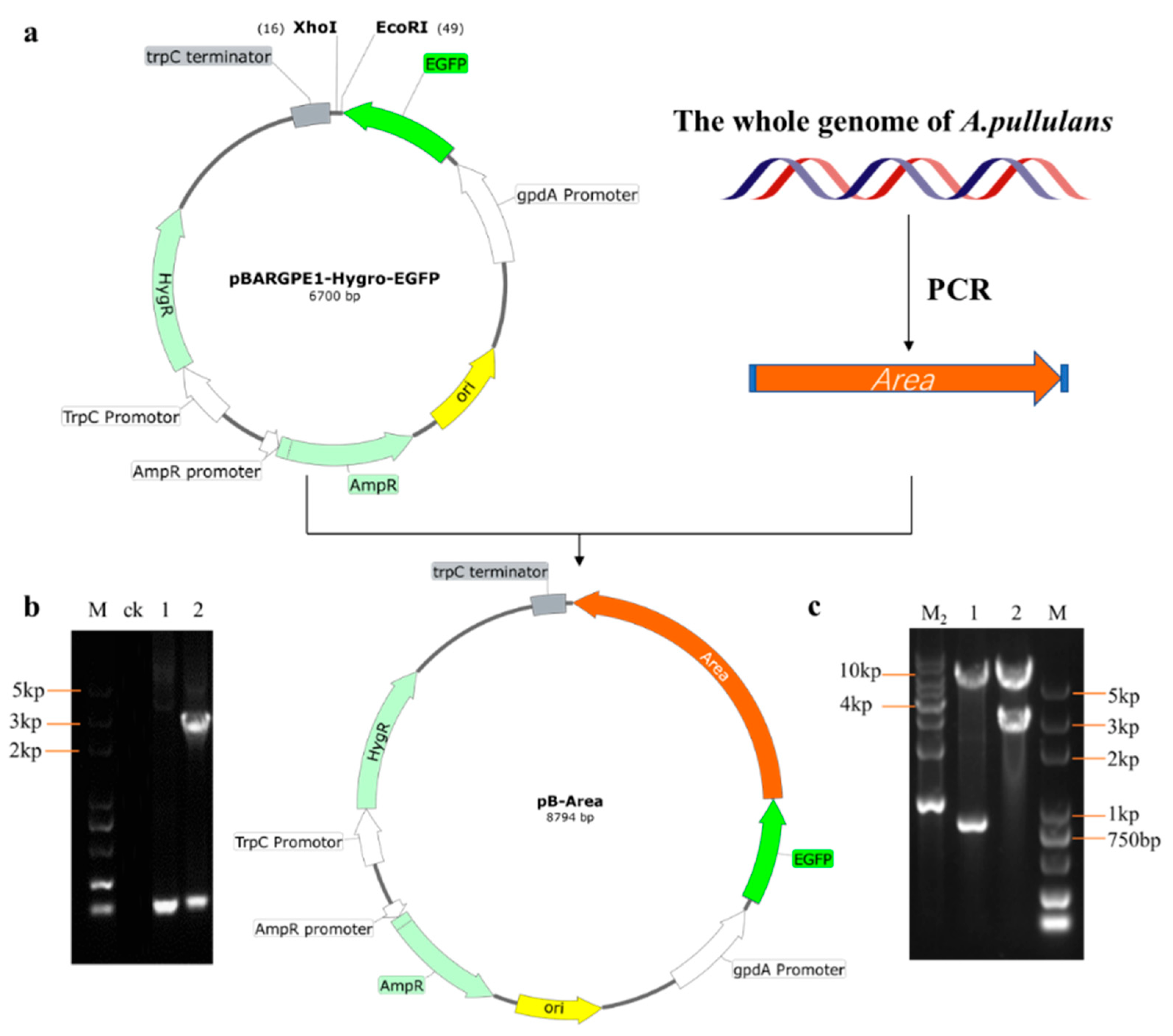 Foods 12 00660 g005 550