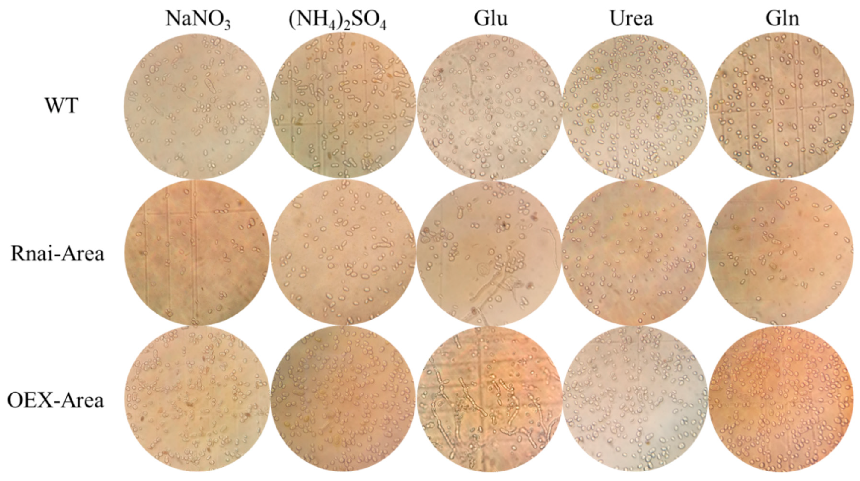 Foods 12 00660 g008 550