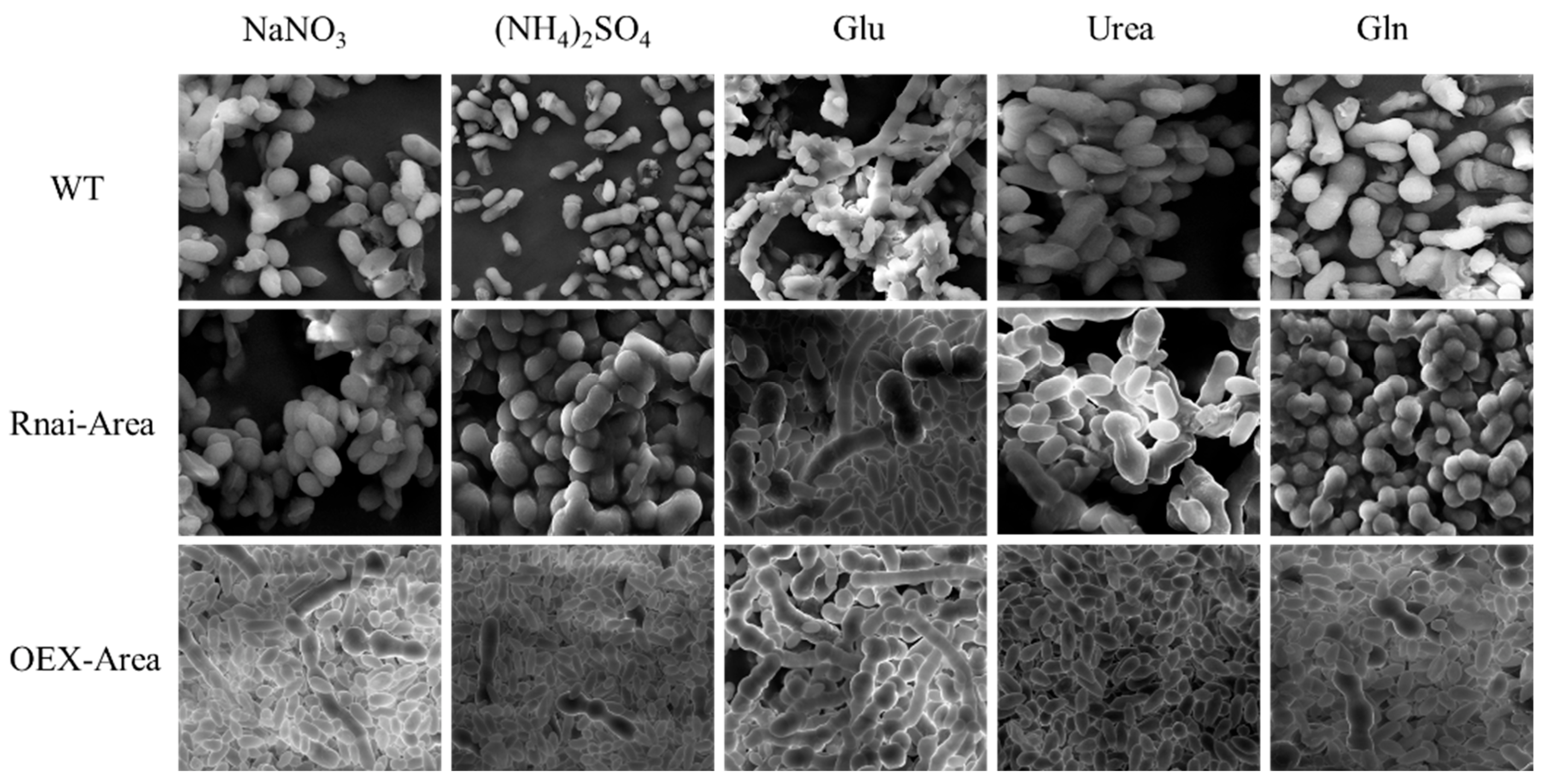 Foods 12 00660 g009 550