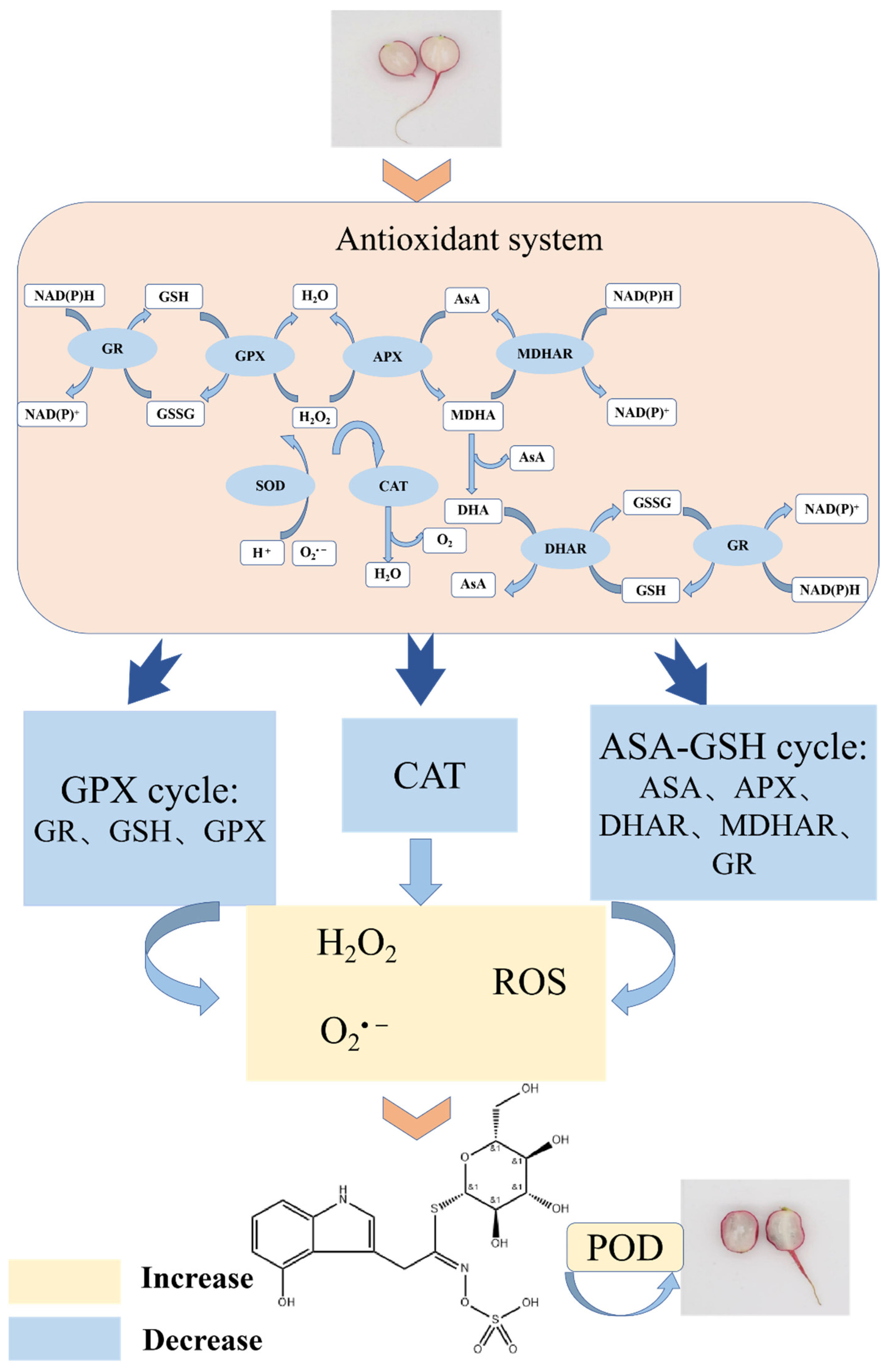 Foods 12 00677 g008 Foods 12 00677 g008