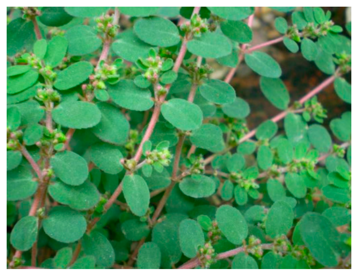 Foods 12 00751 g001 Foods 12 00751 g001