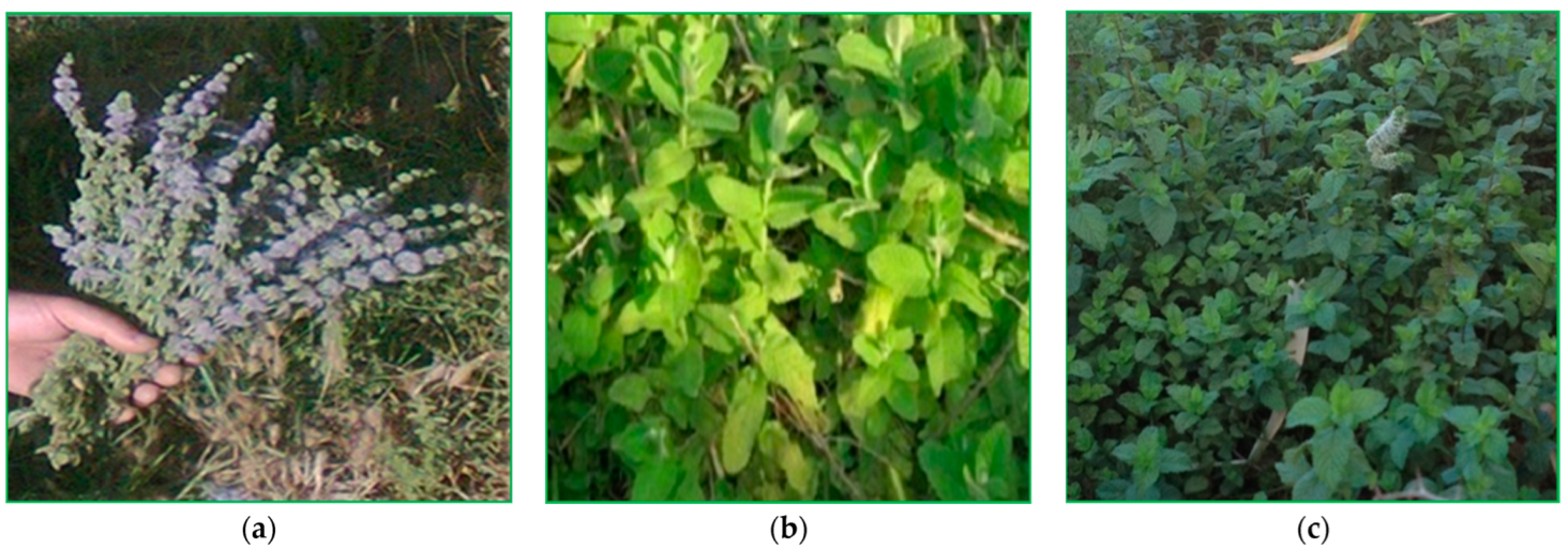 Foods 12 00760 g001 Foods 12 00760 g001