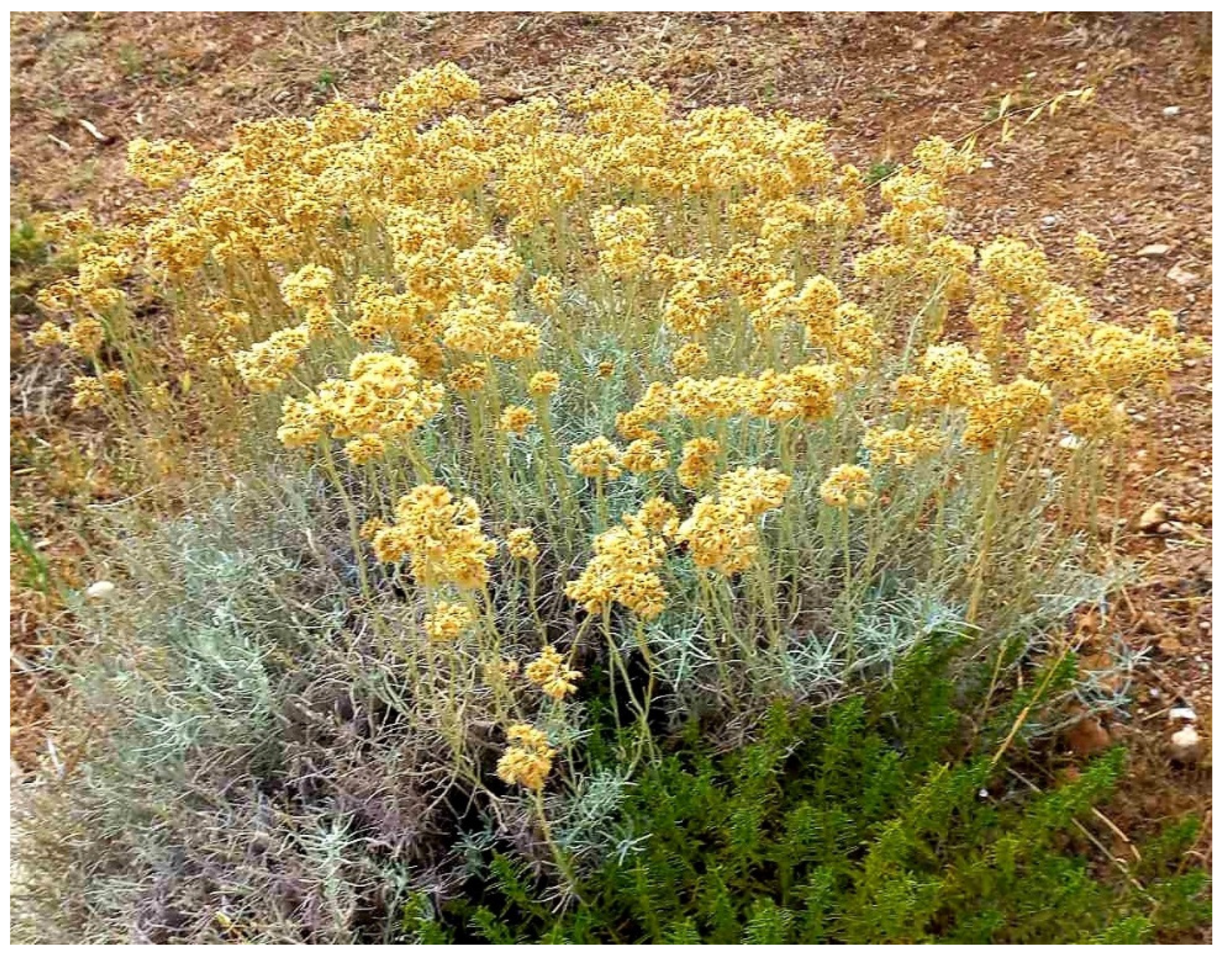 Foods 12 00802 g001 Foods 12 00802 g001