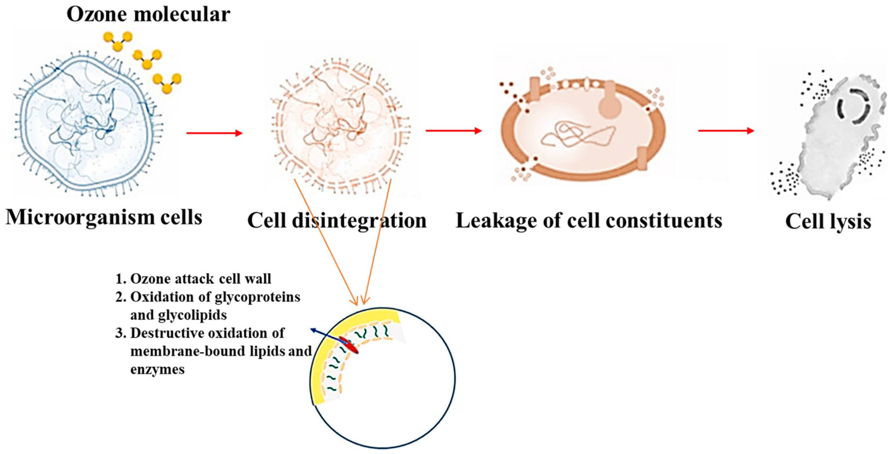 Foods Free FullText The Use of Ozone Technology to Control