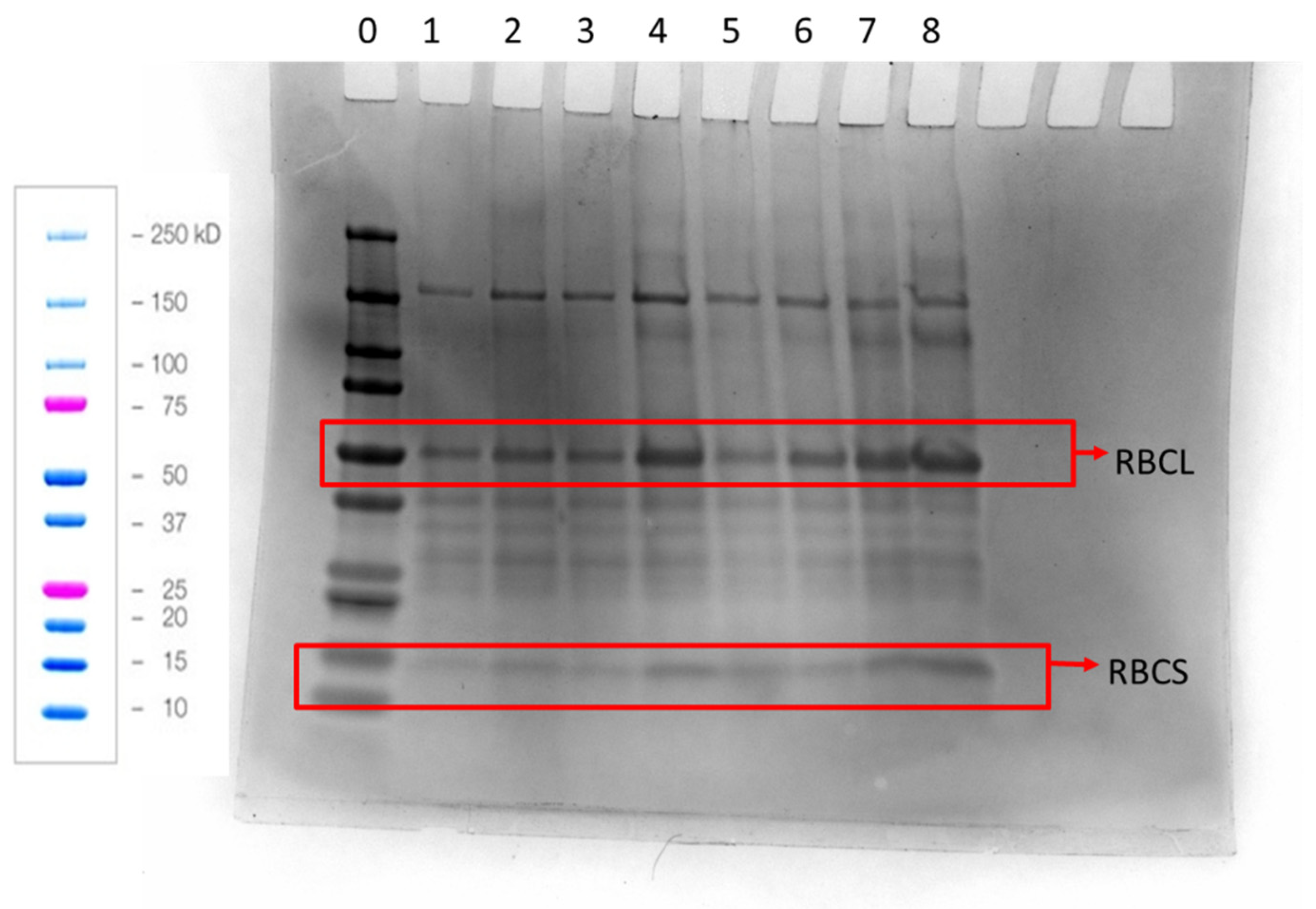 Foods 12 00845 g003 Foods 12 00845 g003