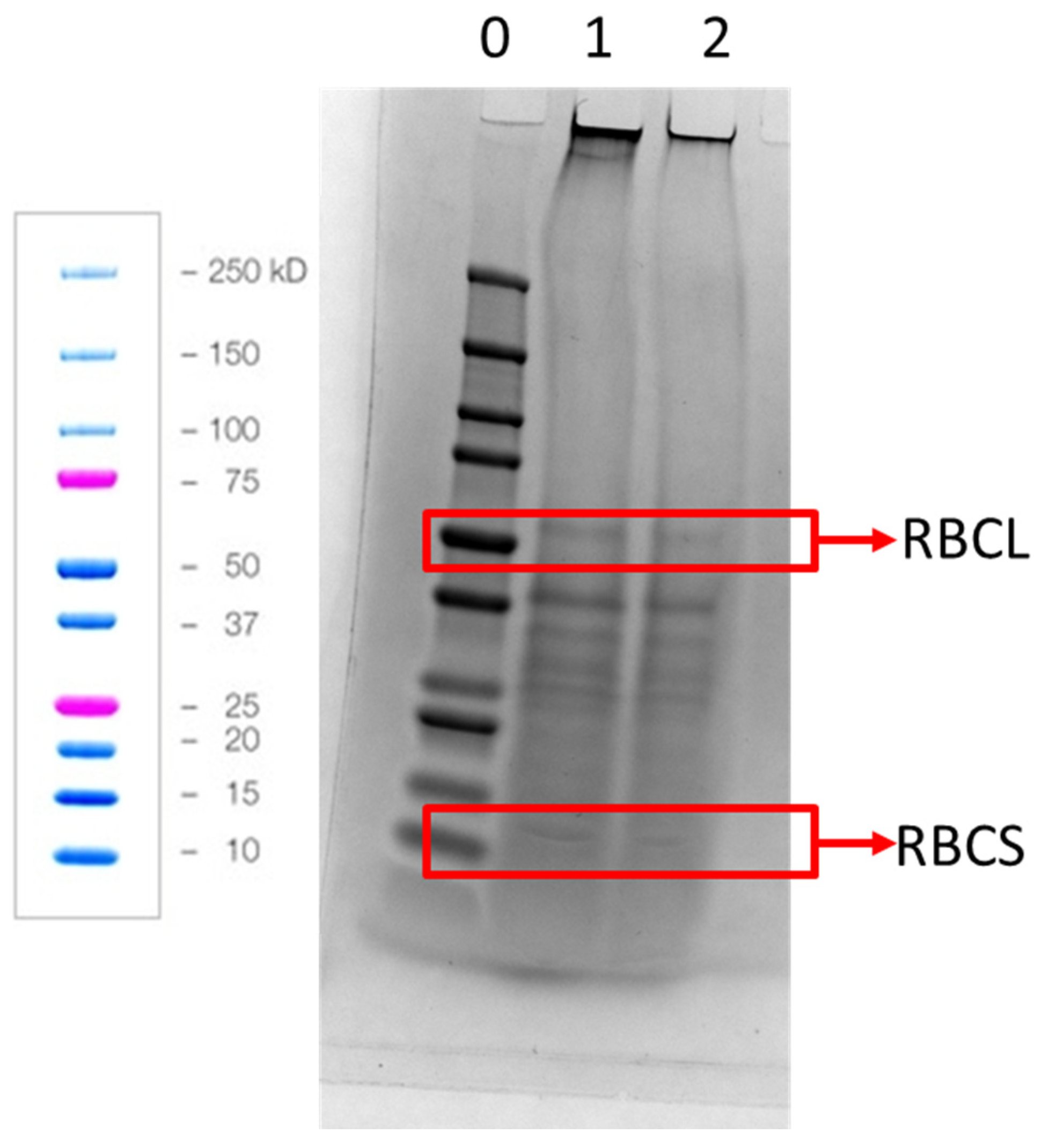 Foods 12 00845 g004 Foods 12 00845 g004