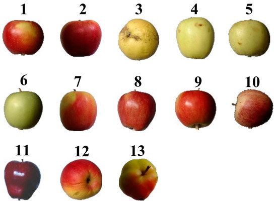 Different Types of Apples (with Photos!)