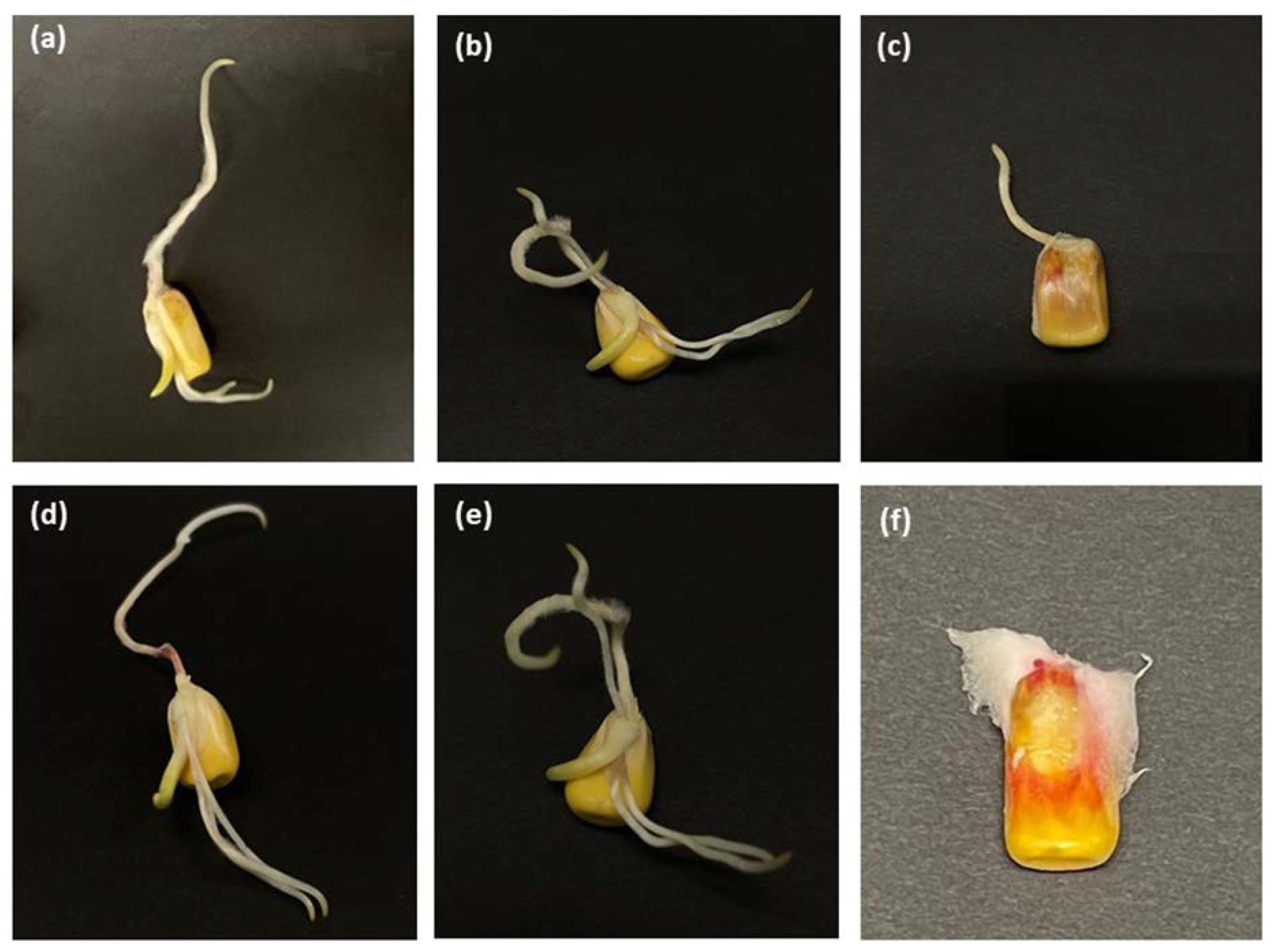 Short-Term Hermetic Storage of Wet Maize and Its Effect on Quality