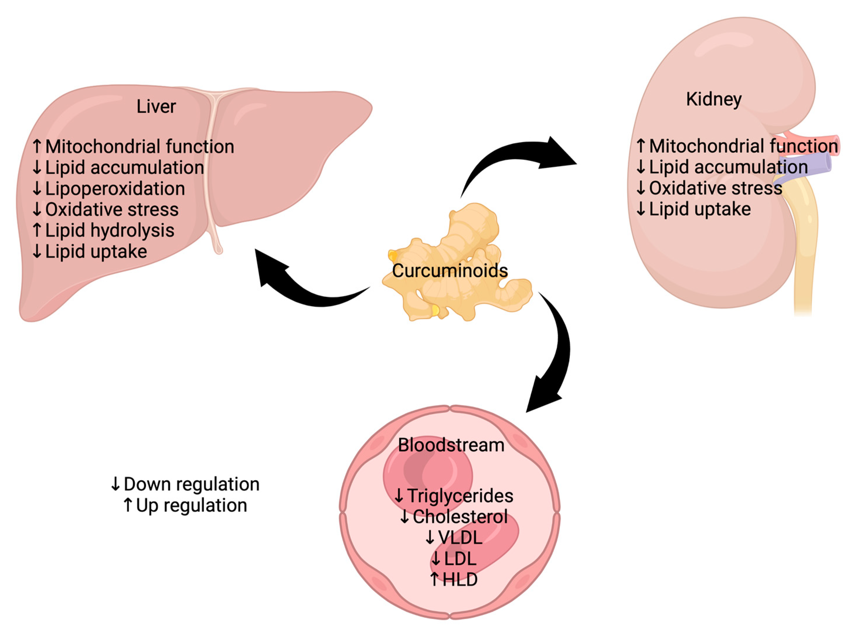 Foods Free FullText The Development of Dyslipidemia in Chronic