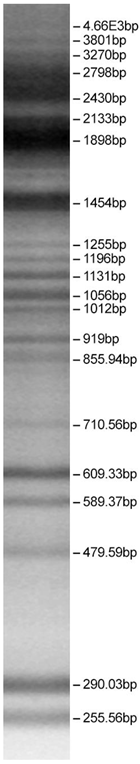 Foods 12 00937 i002 Foods 12 00937 i002