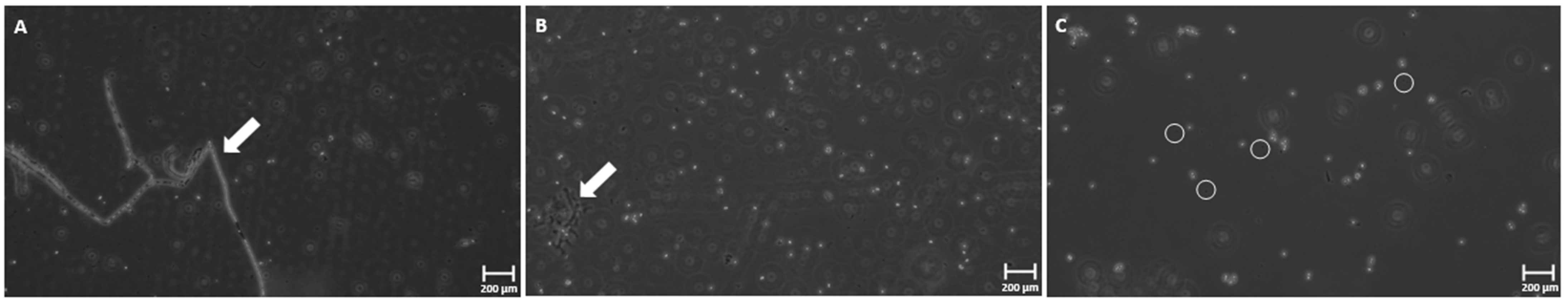 Foods 12 00978 g005 Foods 12 00978 g005