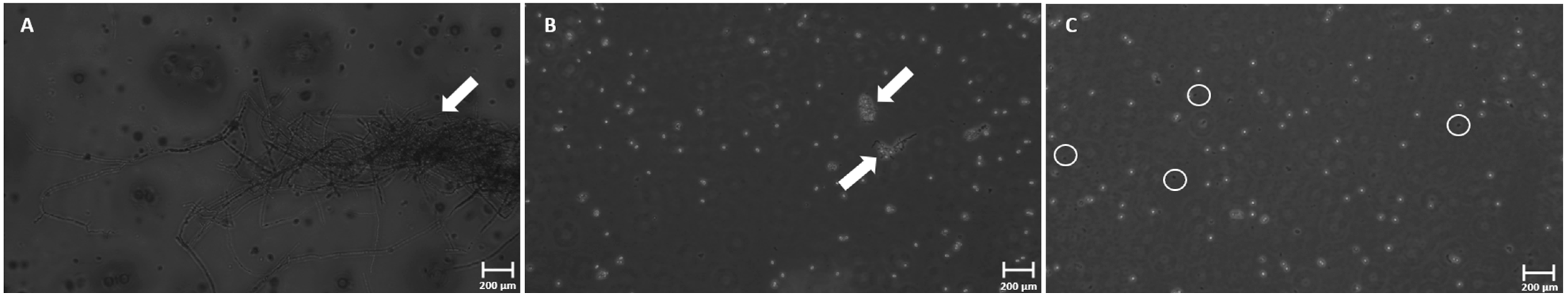 Foods 12 00978 g007 Foods 12 00978 g007