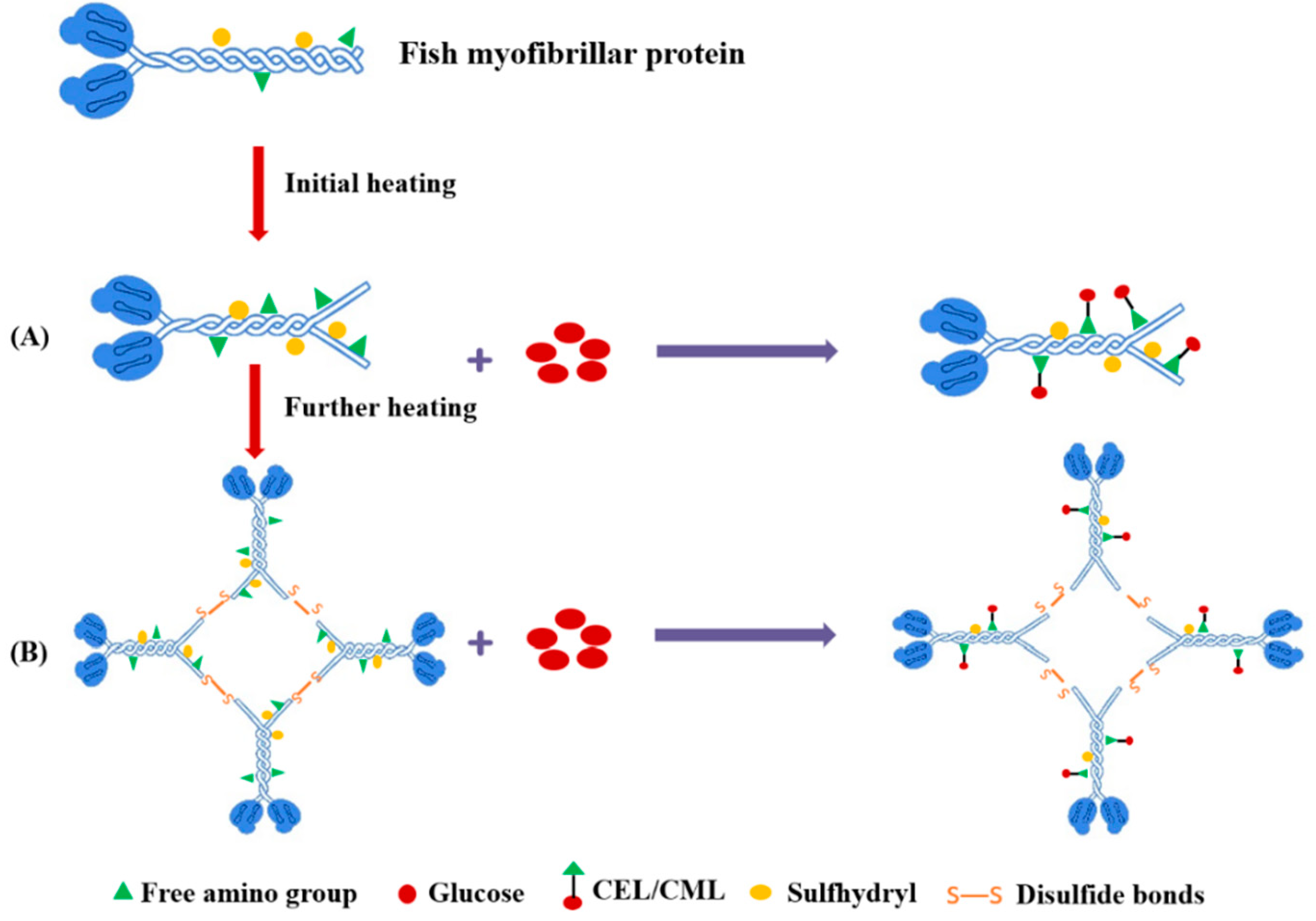 Foods | Free Full-Text | Formation of Nε-Carboxymethyl 