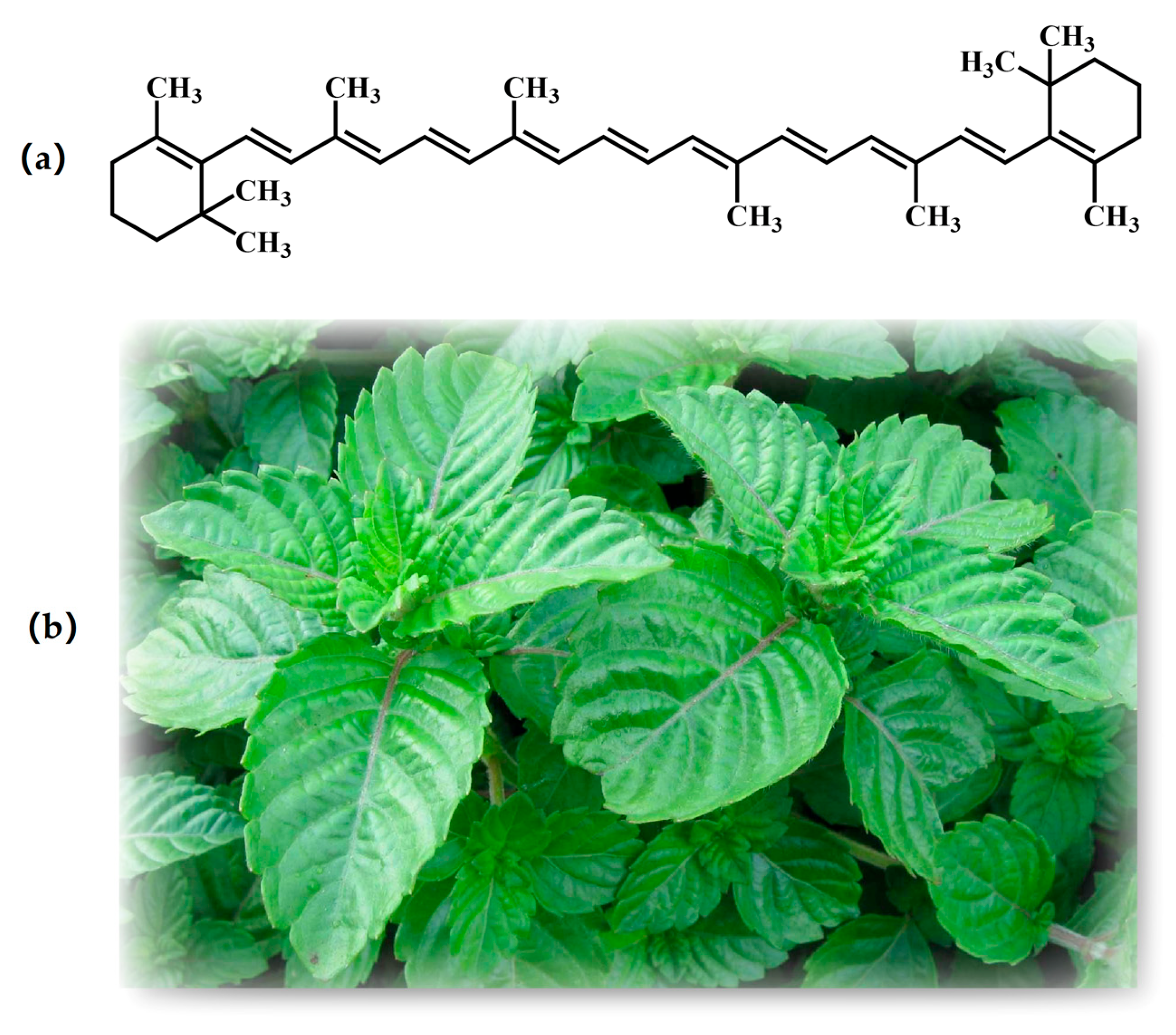 Foods 12 01068 g001a Foods 12 01068 g001a