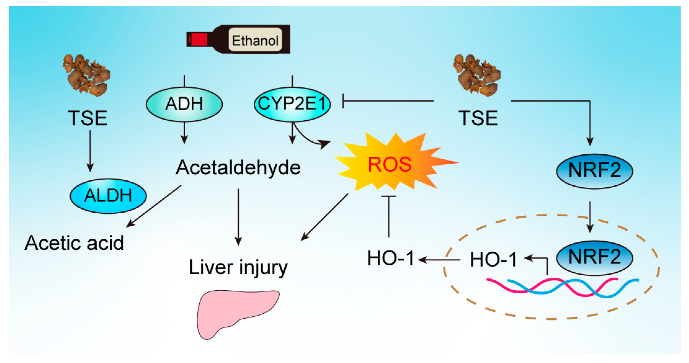 Foods 12 01078 g008 Foods 12 01078 g008